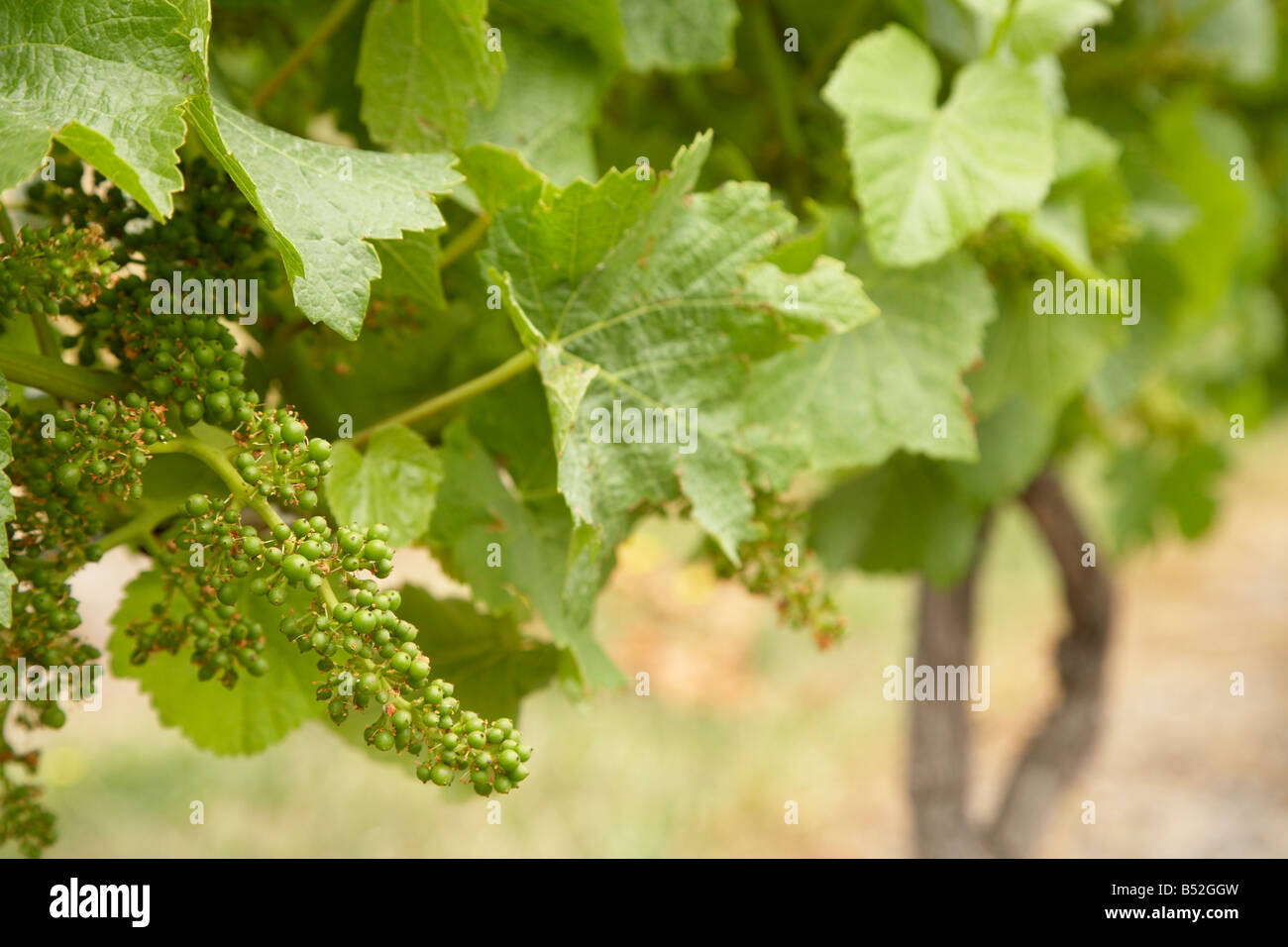 Jeune vigne maturation des baies sur la vigne encore vert Banque D'Images