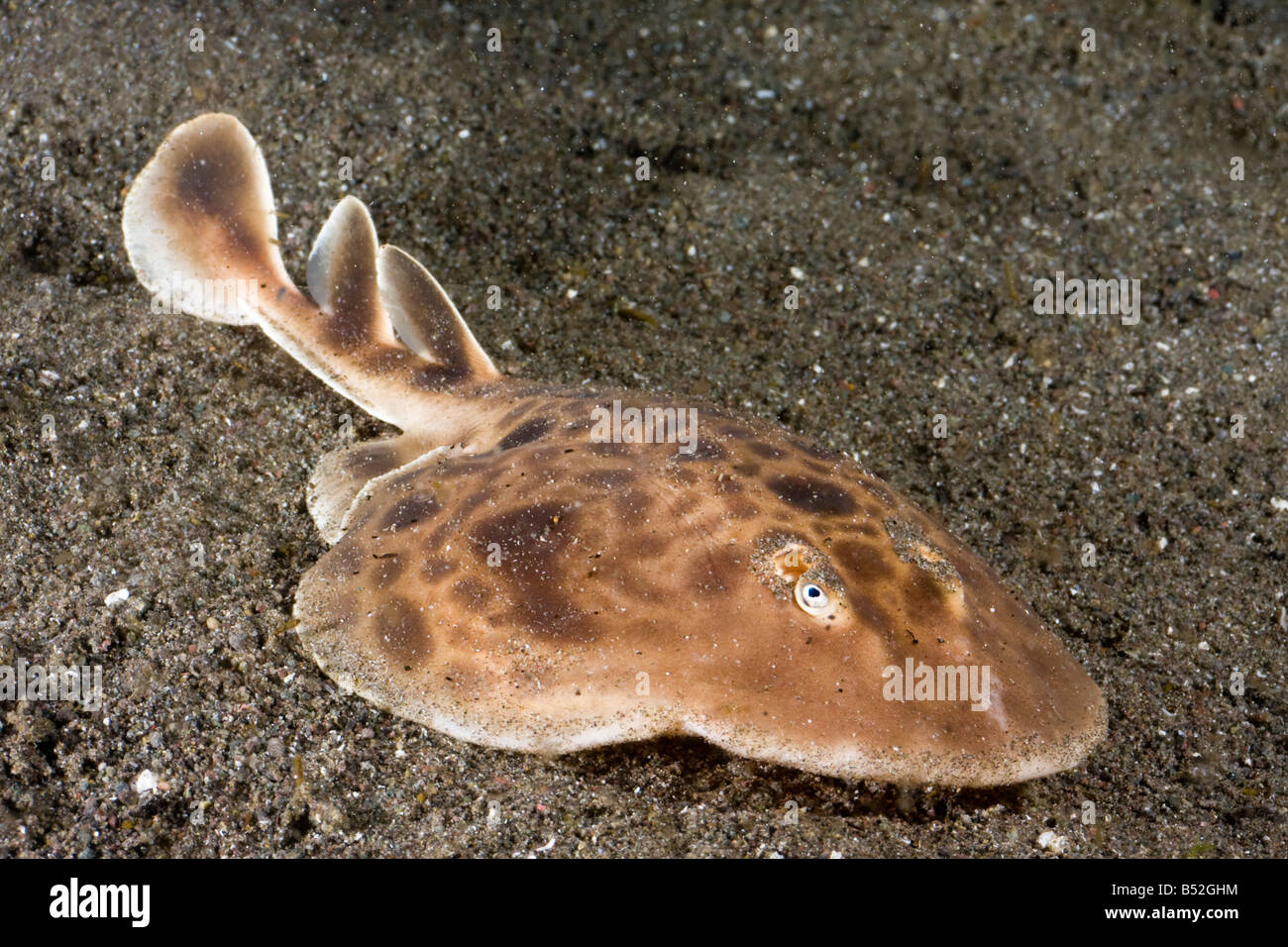 Cette espèce non décrite de torpedo ray n'a été trouvé à l'extérieur de l'île de Rinca. dans le Parc National de Komodo. L'Indonésie. Banque D'Images