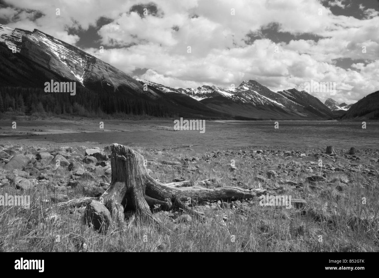 Les racines mortes au Spray Lakes dans la région de Kananaskis, Alberta Banque D'Images