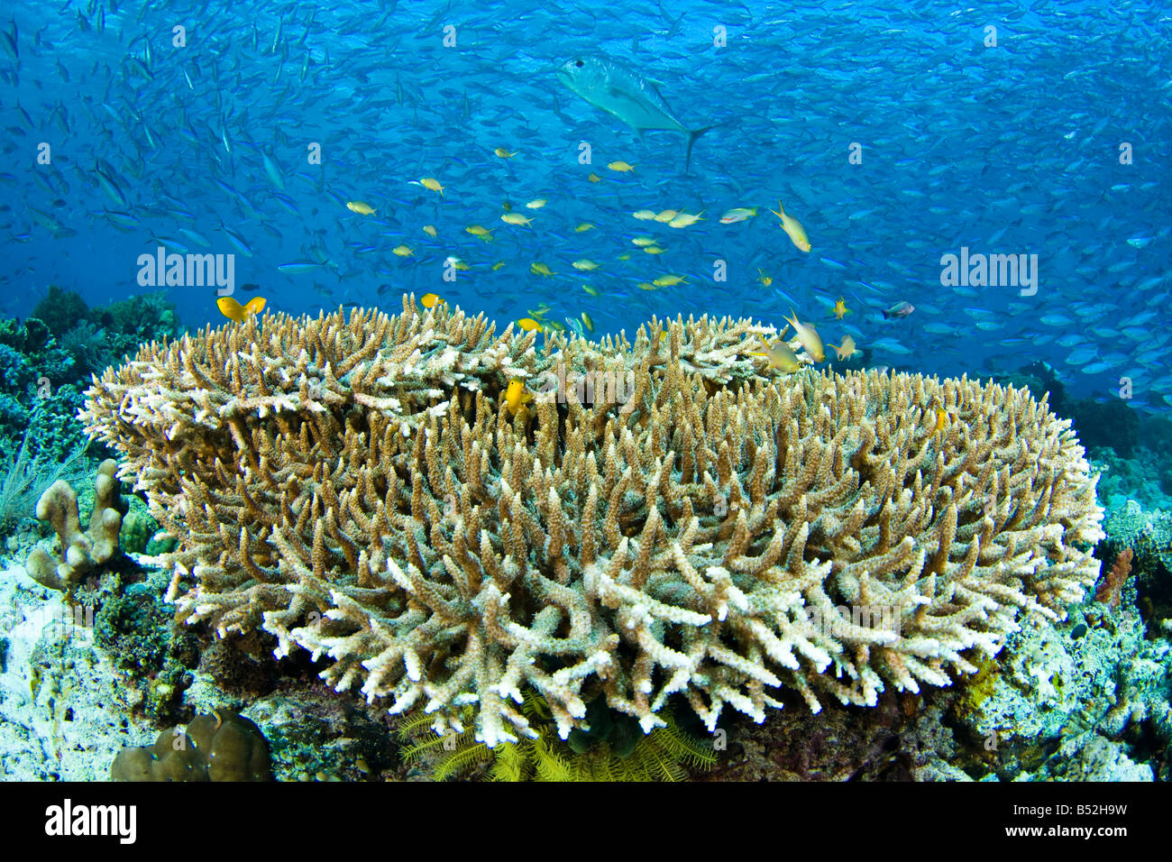 Stick de poissons de récif proche de la protection du récif lorsqu'un géant, Caranx ignobilis, passe par, Komodo, Indonésie. Banque D'Images