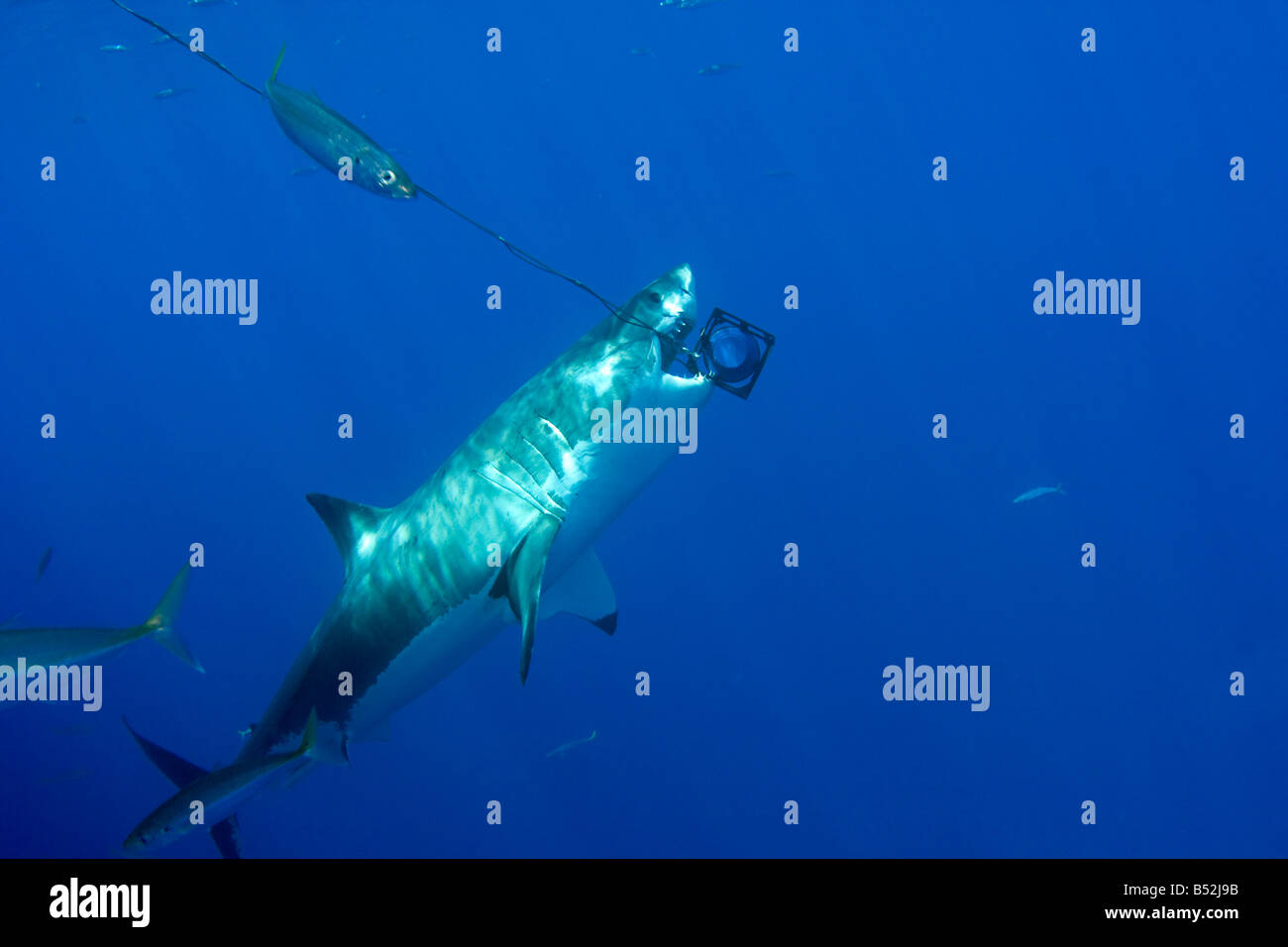 Ce grand requin blanc, Carcharodon carcharias, est de mordre sur une île sous le président de Guadalupe, au Mexique. Banque D'Images