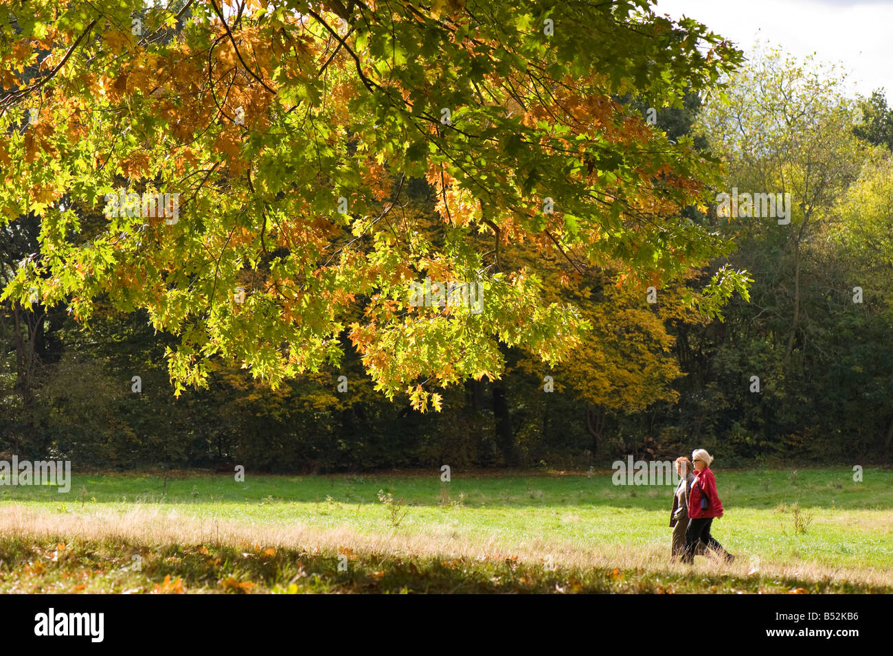 Couleurs d'automne dans la région de Hampstead Heath London United Kingdom Banque D'Images