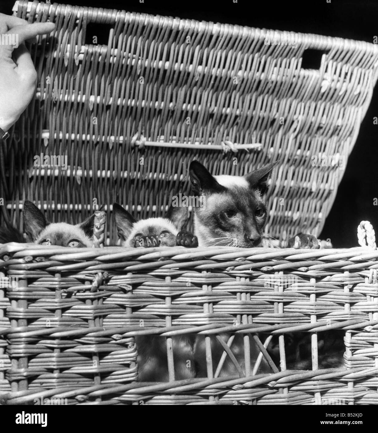 Les chats siamois au festival de chats show à Horticultive Royal Hall. Juillet 1952 C3812 Banque D'Images
