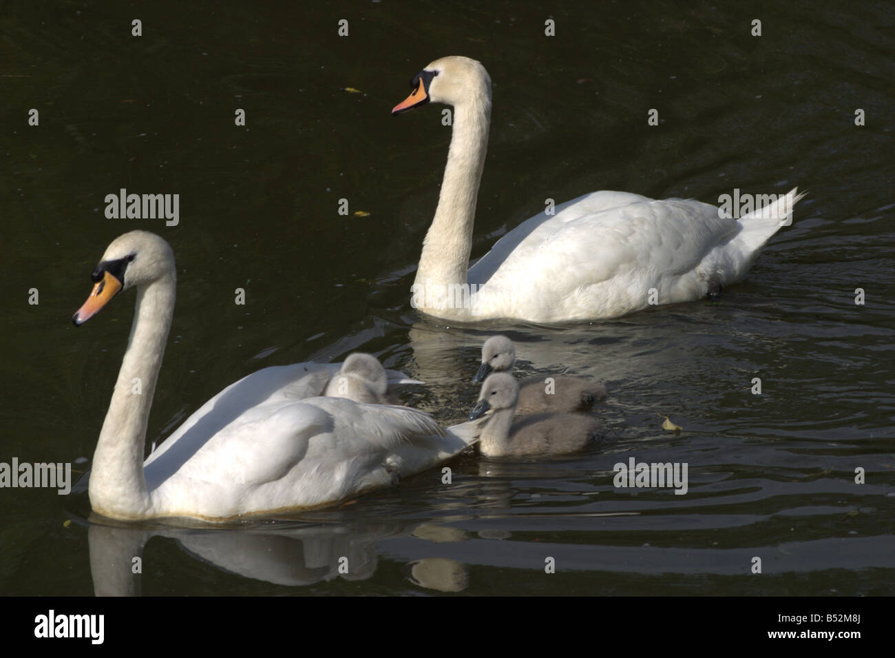 White Swan muet sunlit natation poussins cygnets sun river medway Kent England uk europe Banque D'Images