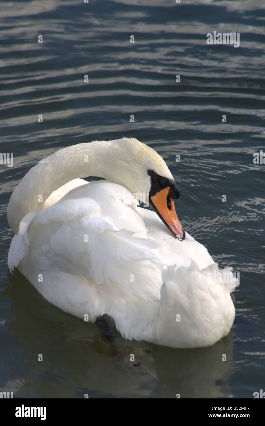 White Swan muet se lissant les plumes soleil sun lake lac leybourne Kent England uk europe Banque D'Images