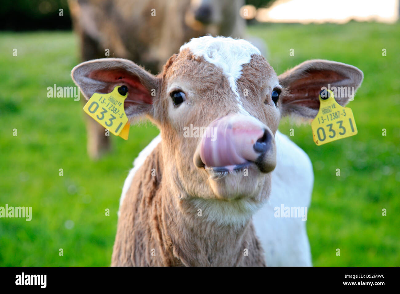 Lèche son veau nez, Irlande Banque D'Images