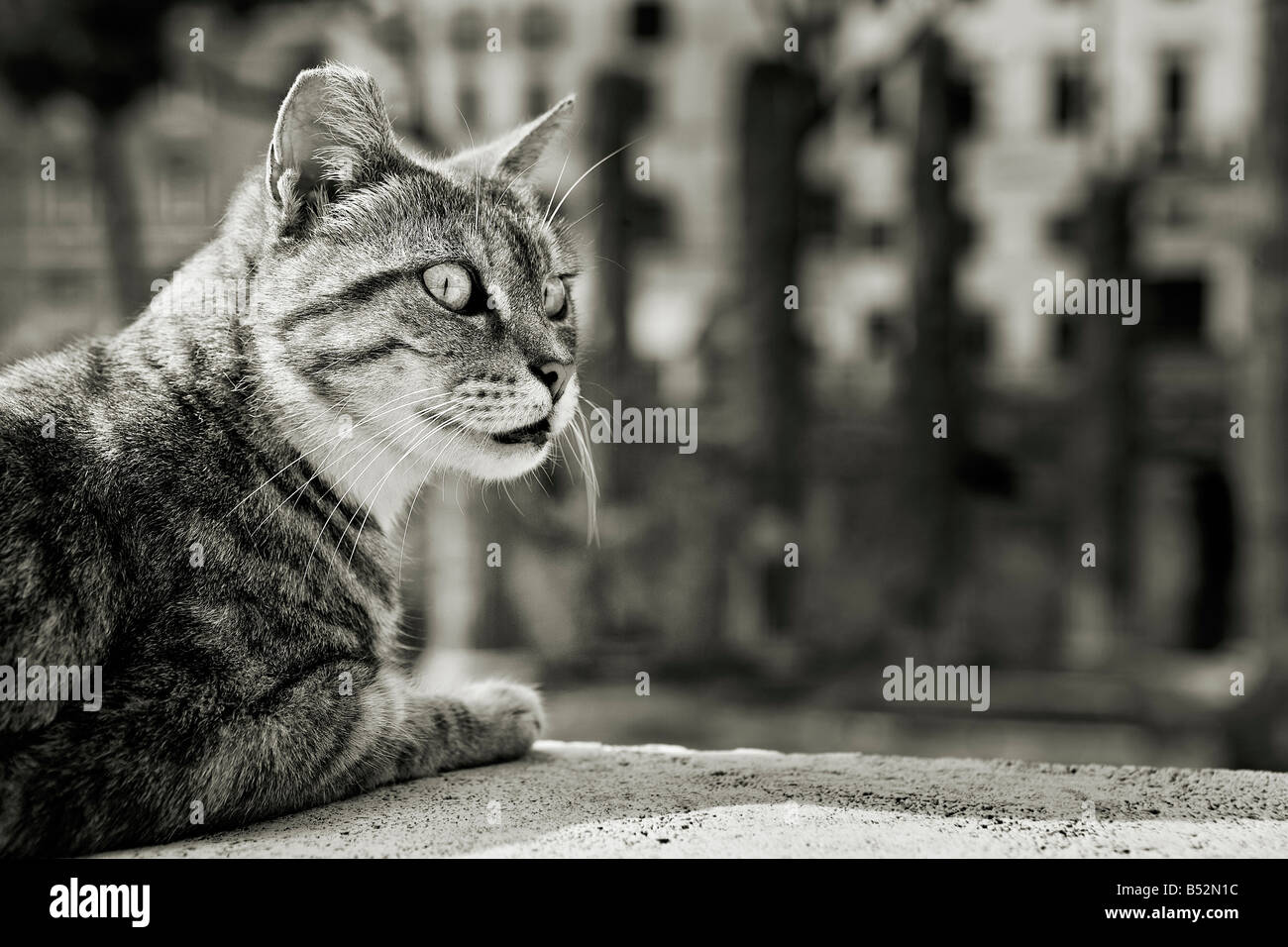 chat à Rome Banque D'Images