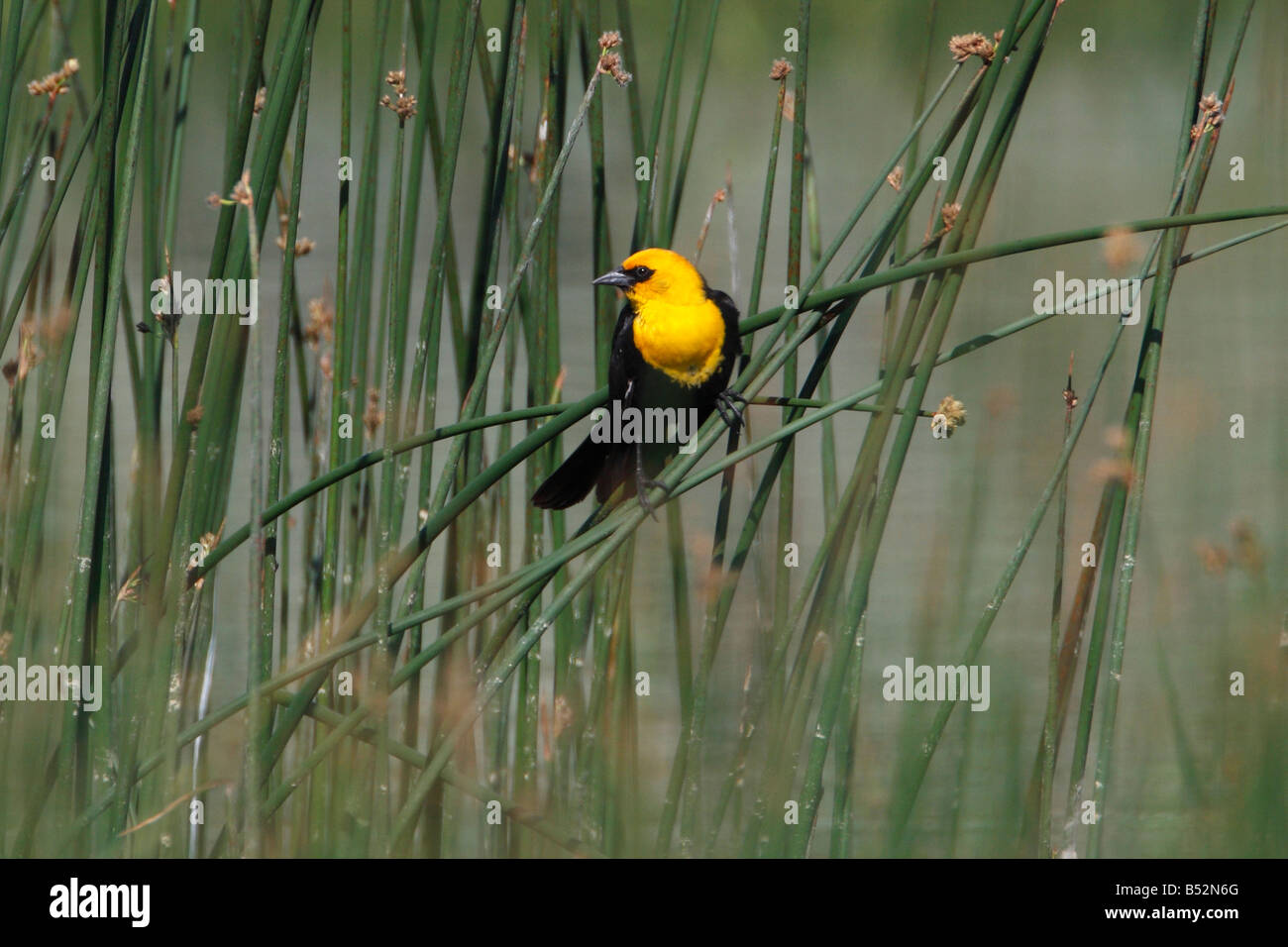 Carouge à tête jaune Xanthocephalus xanthocephalus perché dans les herbes de marais près de reed par Roosevelt Lodge le parc de Yellowstone Banque D'Images