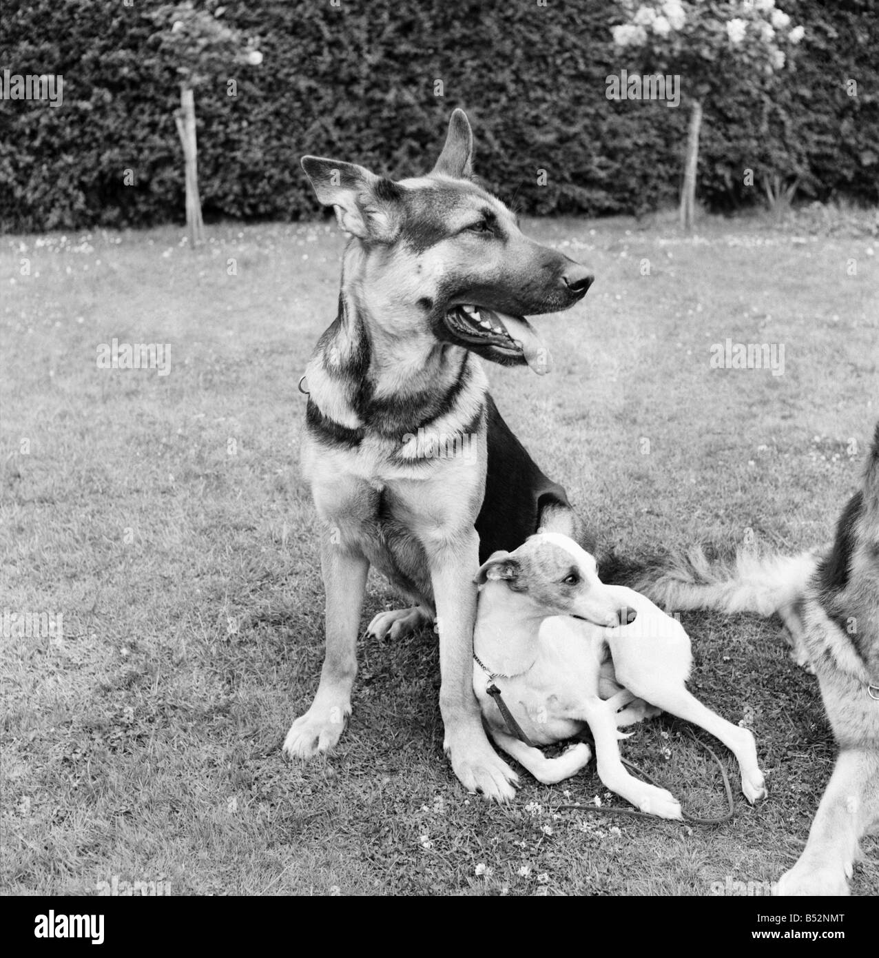Les animaux. Les chiens en passant par les tests d'obéissance à Tunbridge Wells. Juillet 1953 D3416-001 Banque D'Images