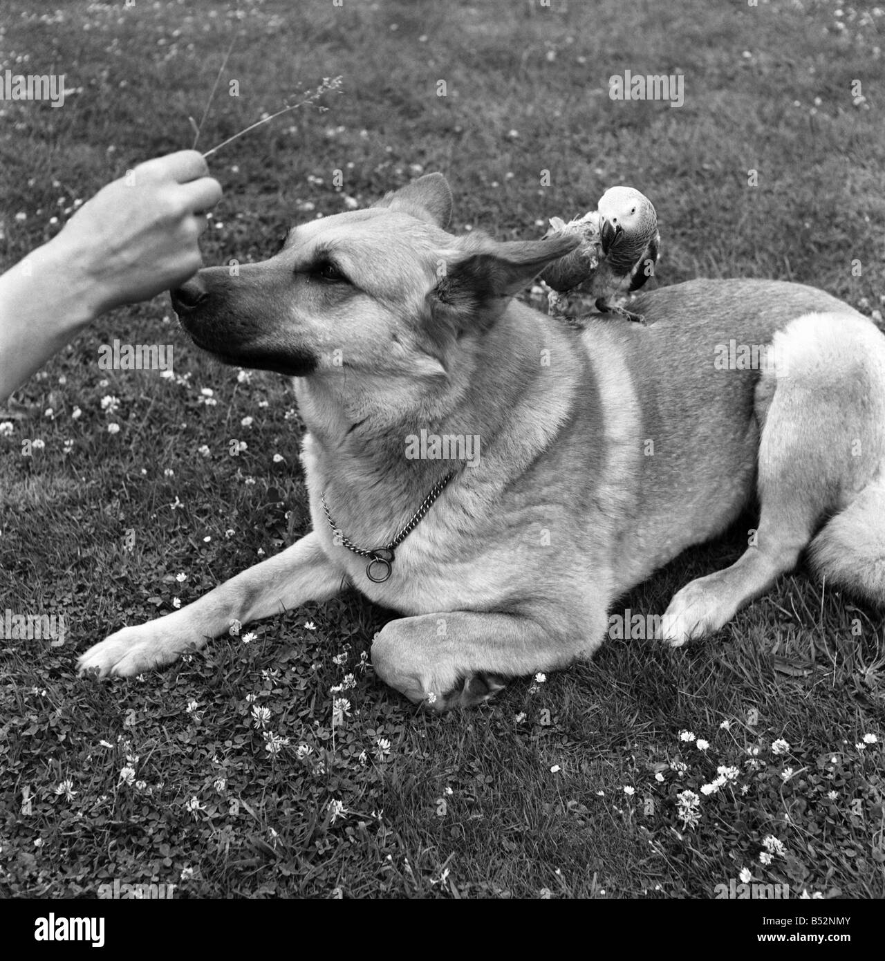 Les animaux. Les chiens en passant par les tests d'obéissance à Tunbridge Wells. Juillet 1953 D3416-002 Banque D'Images