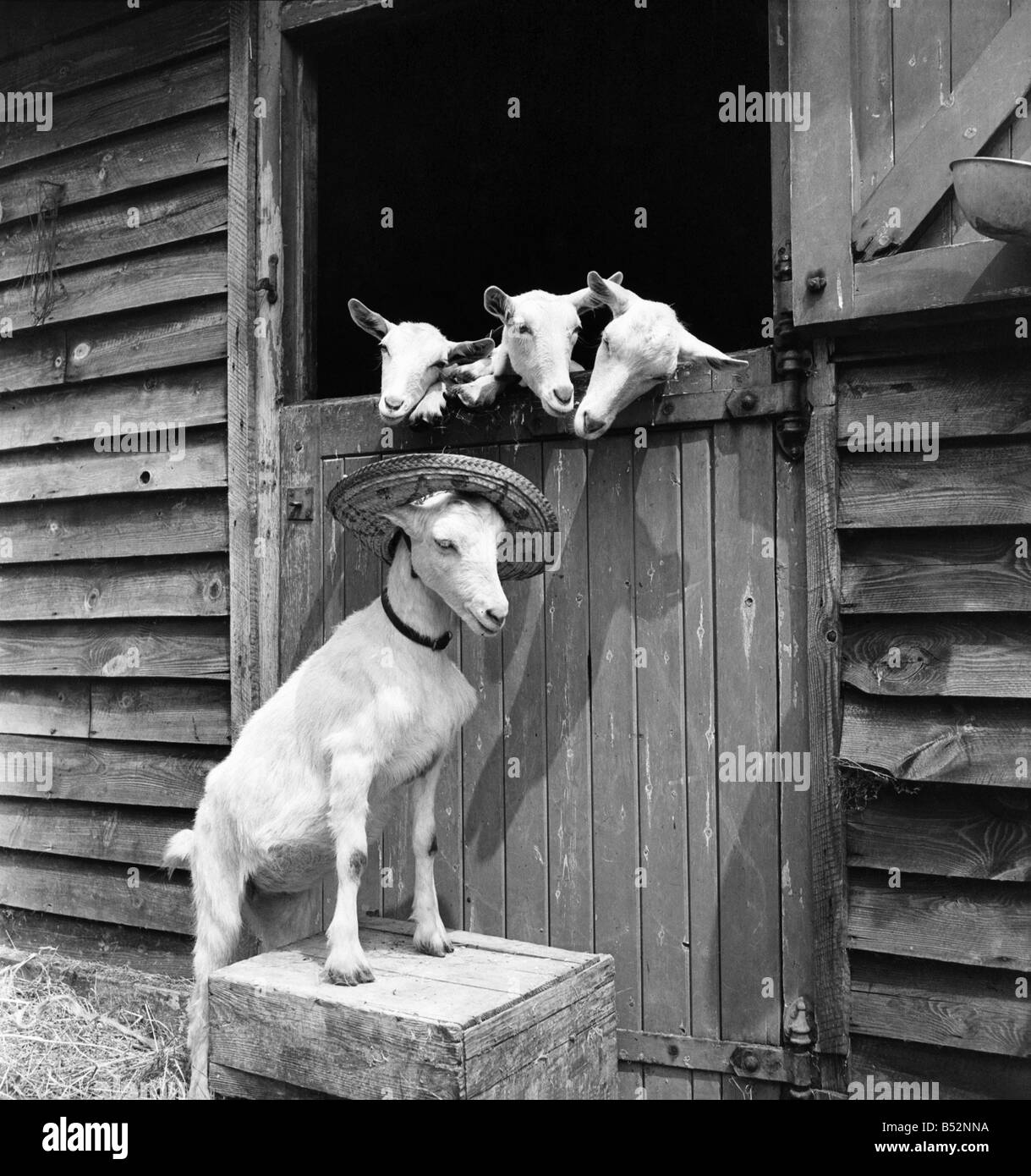 Goat Humour Banque D Image Et Photos Page 5 Alamy Goat Humour Banque D Image Et Photos Page 5 Alamy