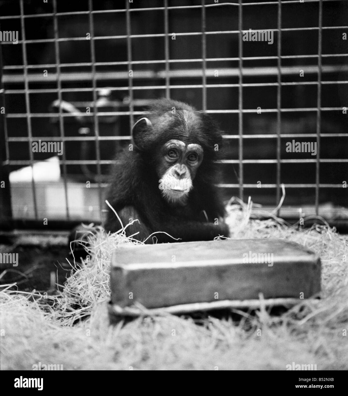 Bébé chimpanzé, tout est fait pour son bien sûr. Elle est dans une cage chauffée au décor tropical, elle a jonché de paille sur le sol en pierre, juste pour un peu de confort supplémentaire, et la meilleure nourriture. Avril 1953 D877 Banque D'Images