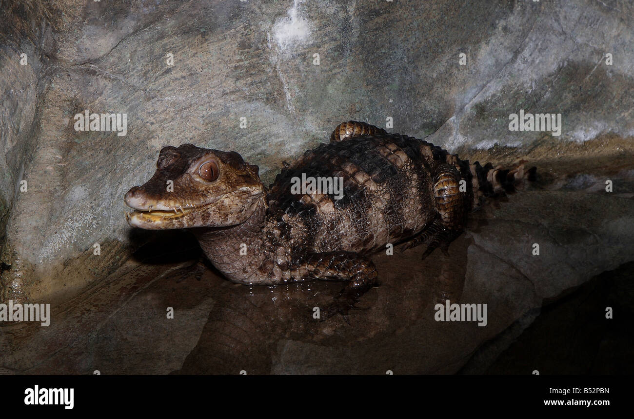 Un Alligator Caïman smiling for the camera Banque D'Images