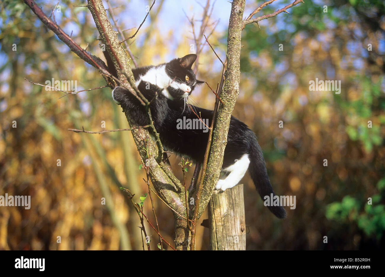 Chaton domestique - sitting on tree Banque D'Images