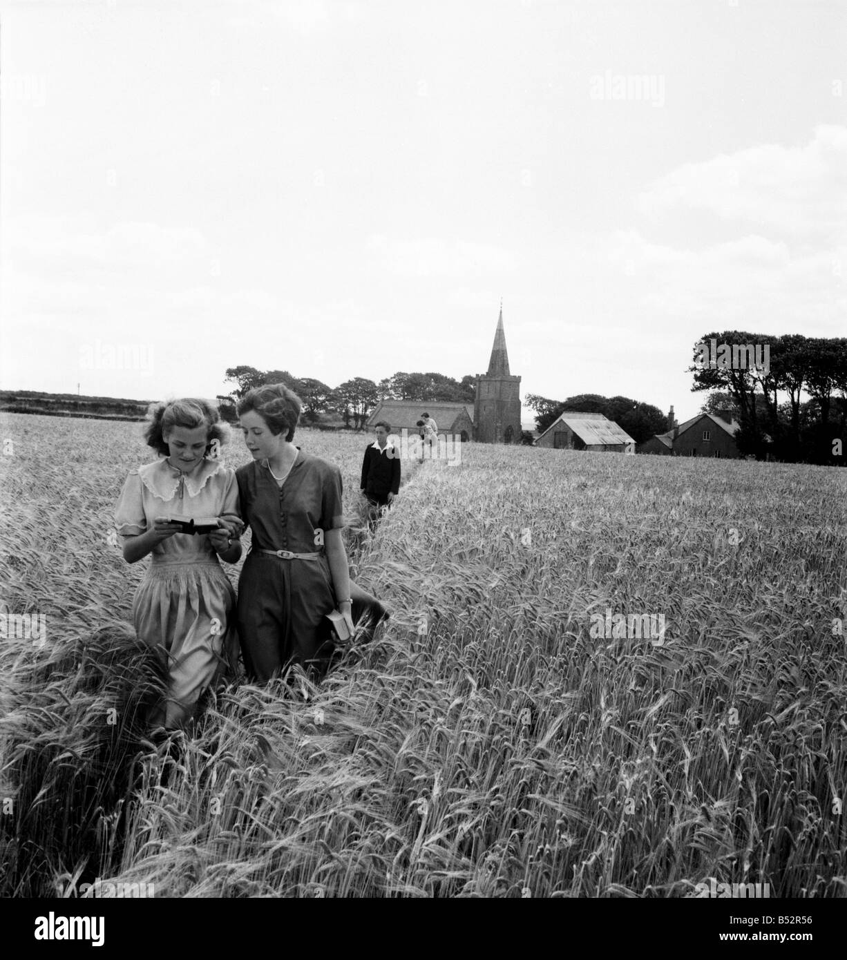 Marche à travers le champ d'orge au sud du Devon Bigbury, Choirgirls Hannah (à gauche) et Pamela Burgoyne, tous deux âgés de ll, lire le texte de la parson's sermon qu'ils écarter le mûrissage de l'orge de haute de genou par la petite voie. ;Juillet 1952 ;C3824 Banque D'Images