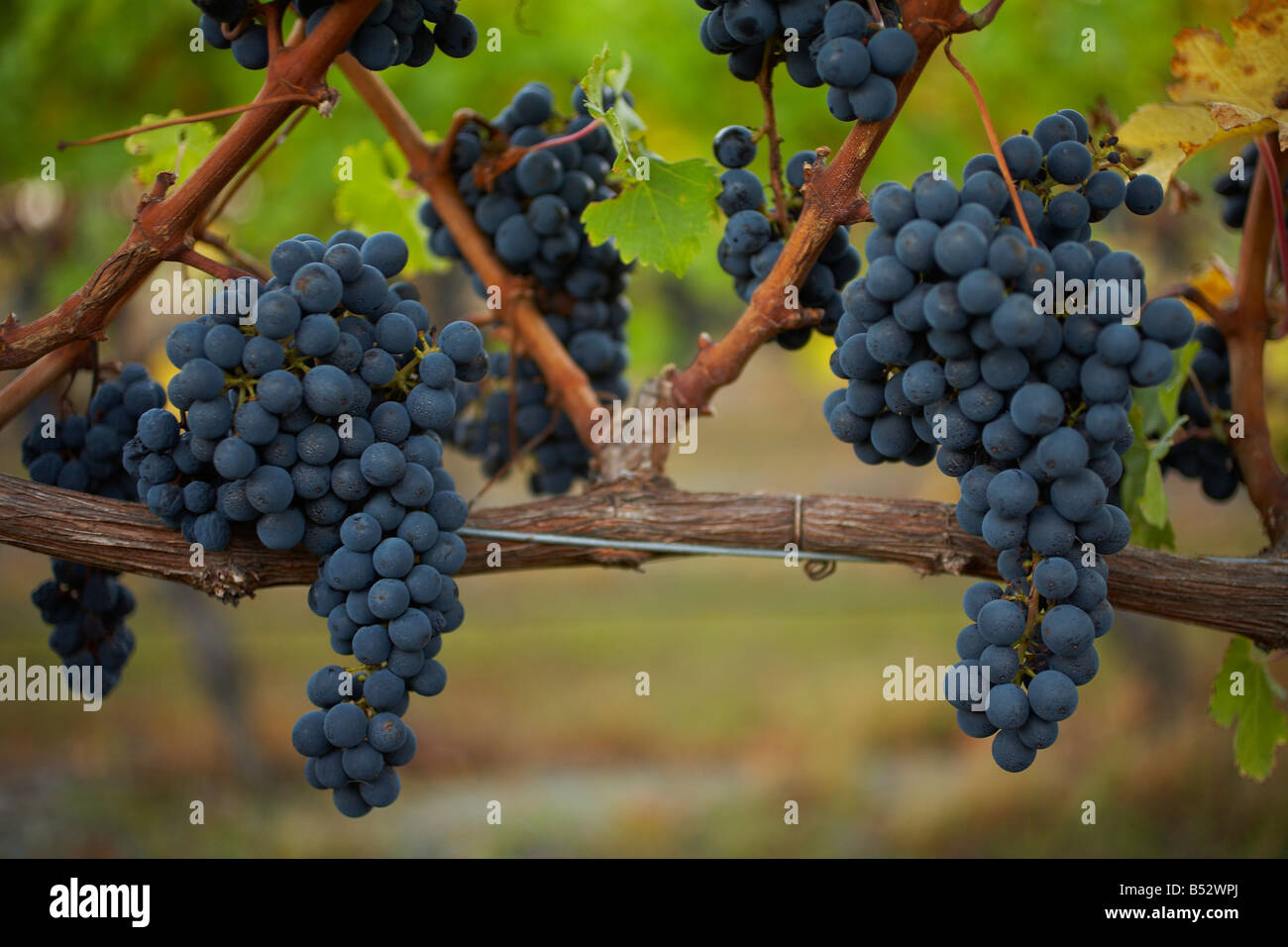 Merlot plein de petits fruits fruit hanging on vine dans vinyard Banque D'Images