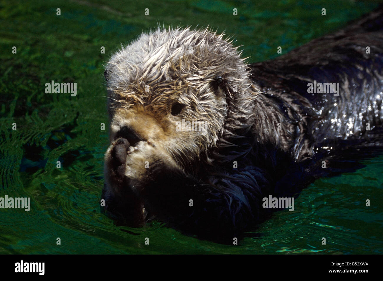 La loutre de mer Gros plan sur la baie Kachemak flottante de l'estomac la péninsule de Kenai, Alaska Summer Banque D'Images