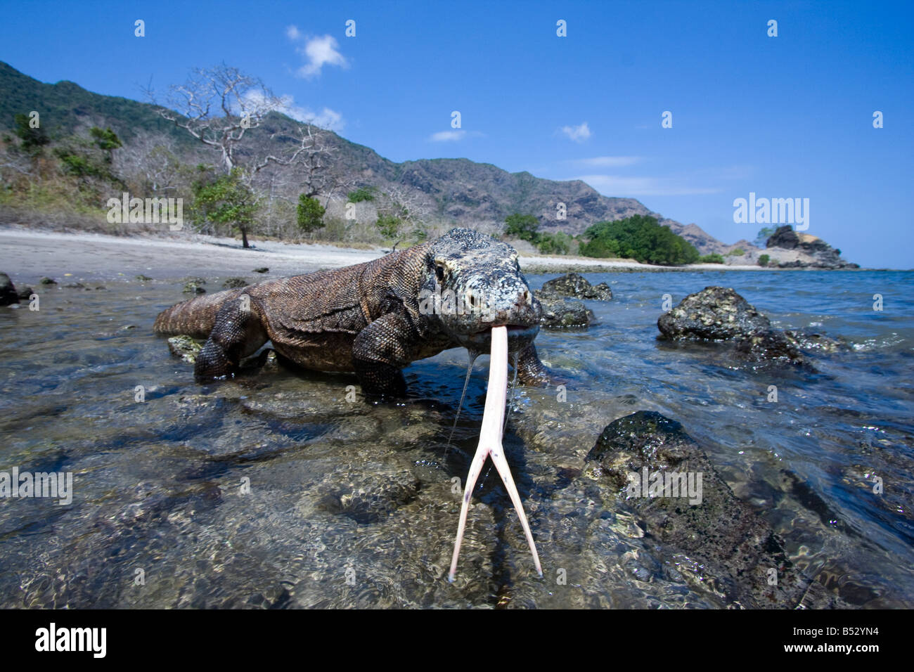 Les dragons de Komodo, Varanus komodoensis, sont le plus grand des lézards, Rinca Island, le Parc National de Komodo, en Indonésie. Banque D'Images