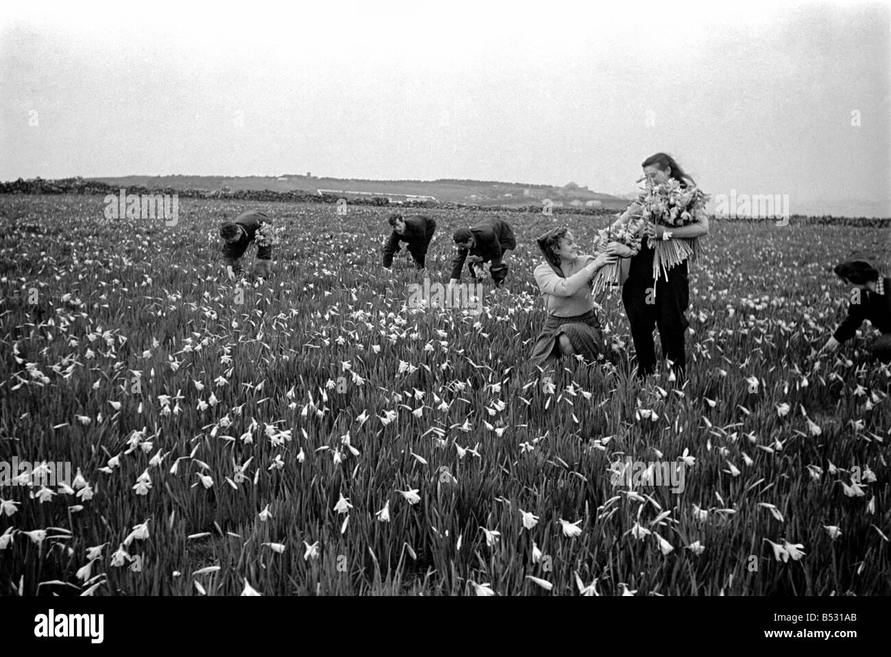 Pour la cueillette des fleurs dans les champs Îles Scilly. Mars 1947 O7140 Banque D'Images