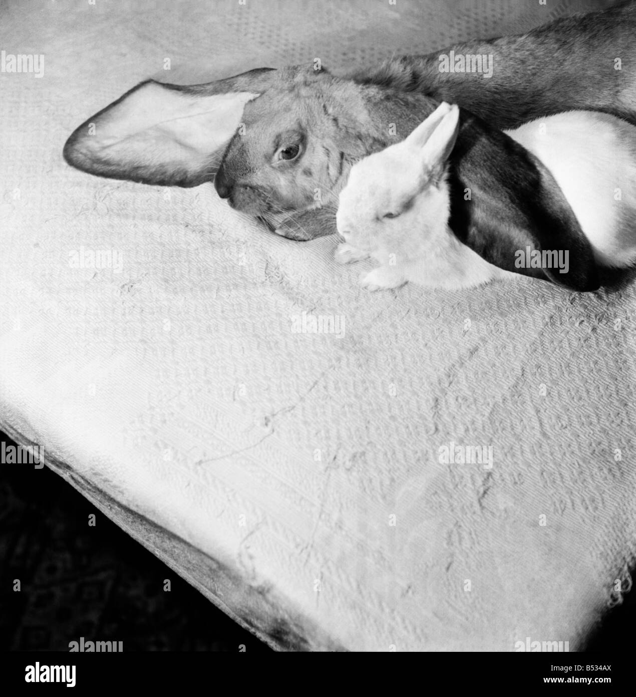 Les grandes oreilles a tout enveloppé. Lop-eared Lapin 'Goofy' et 'Whoopy lunatique' sur le canapé. Septembre 1952 C4546 Banque D'Images