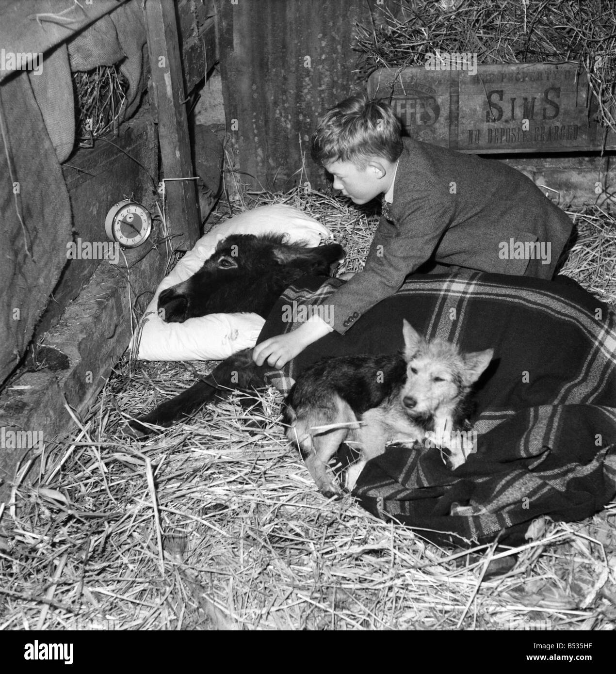 John Russell et son âne 'Charles'. Novembre 1952 C5422 Banque D'Images