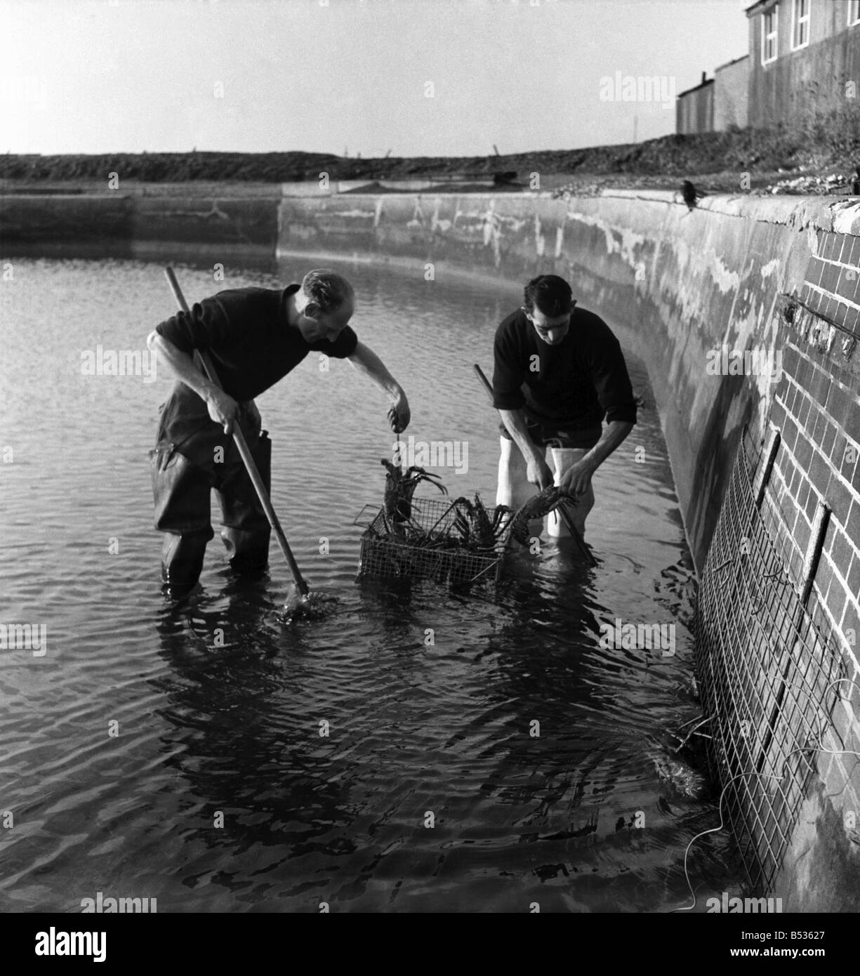 Richard White de Londres et Jack Cross s'occuper de homard et d'écrevisses dans un étang artificiel dans le Hampshire, décembre 1949. 1 déc. Banque D'Images