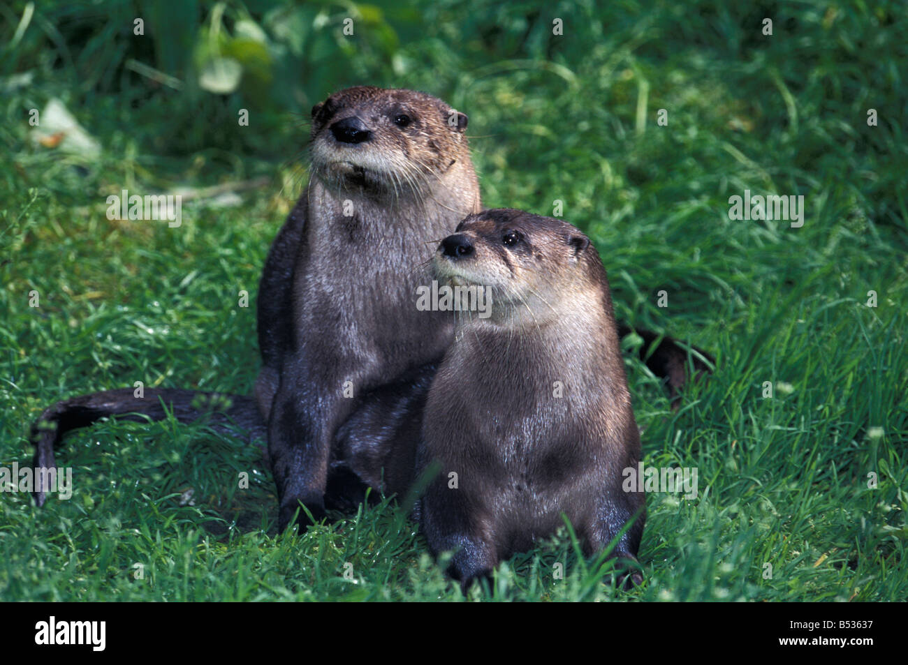 Loutre la loutre d'Europe Lutra lutra paire animal adulte en mouvement des animaux d'Asie animaux bêtes de proie Europa Europe forma horizontale Banque D'Images