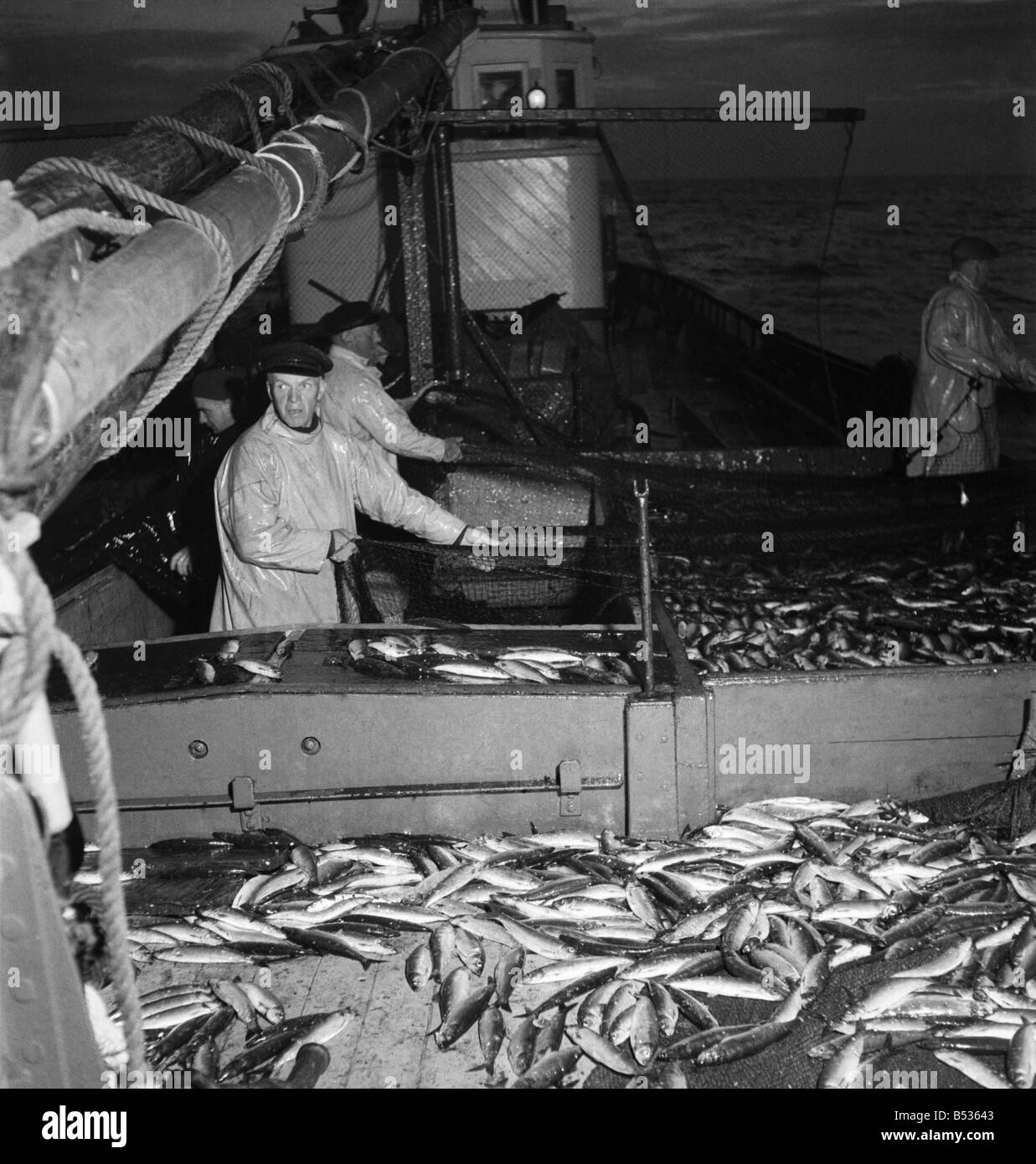 La flotte de pêche du hareng à Lerwick, Shetland Isles. Juin 1950 O24442-003 Banque D'Images