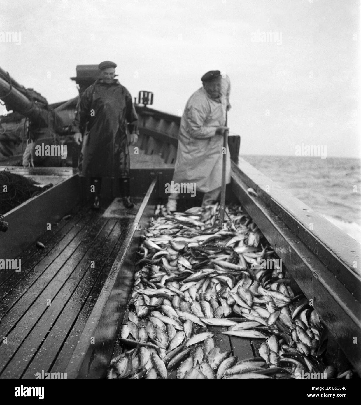 La flotte de pêche du hareng à Lerwick, Shetland Isles. Juin 1950 O24442-004 Banque D'Images