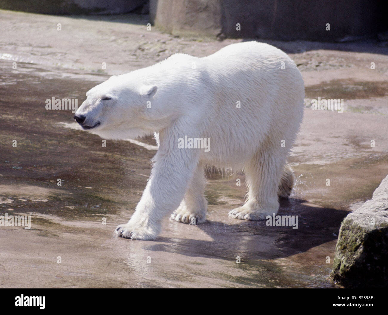 À l'ours polaire du Zoo de Chester 1967 animal animaux Banque D'Images