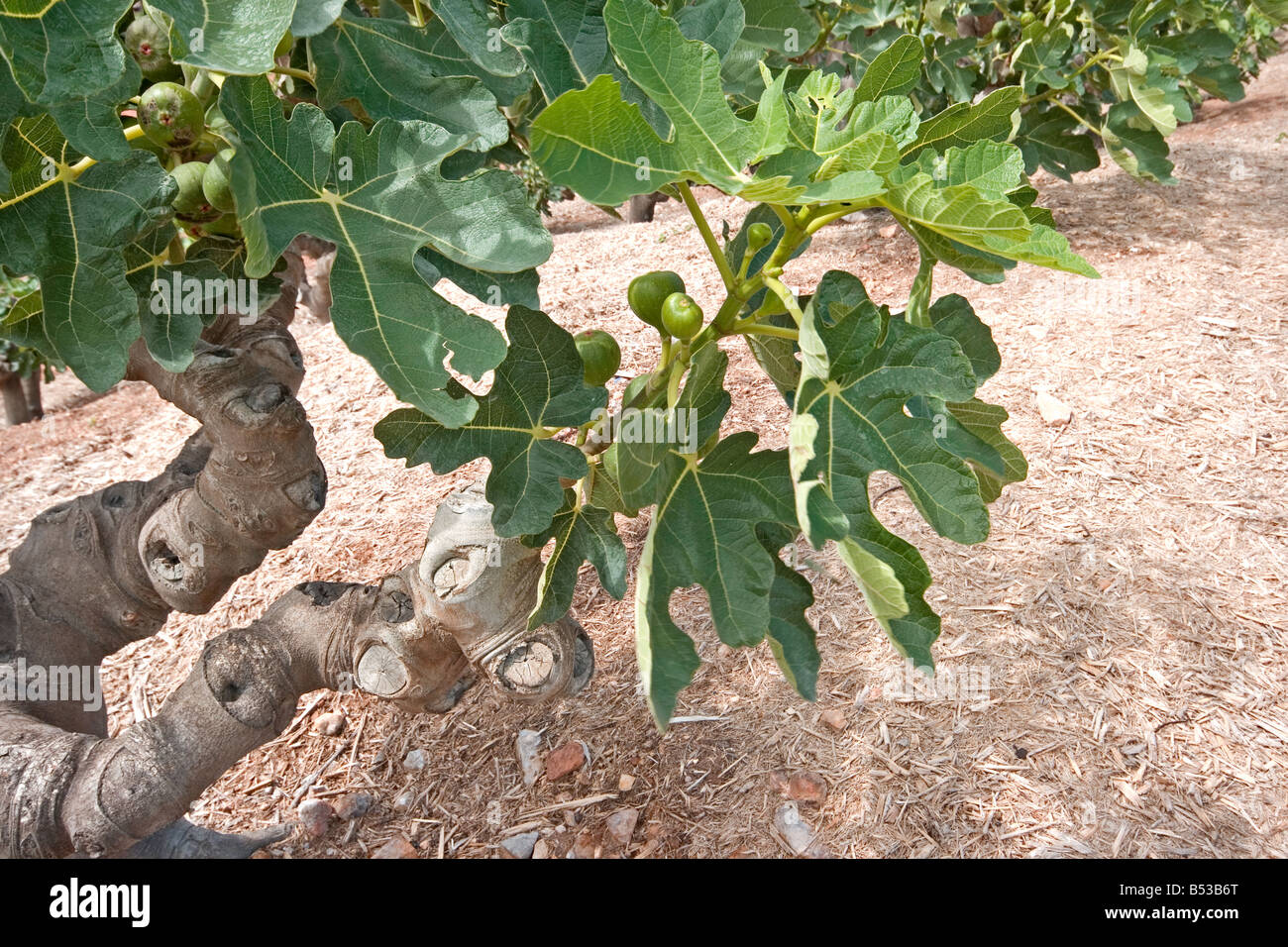 Plantation de figuiers Banque D'Images