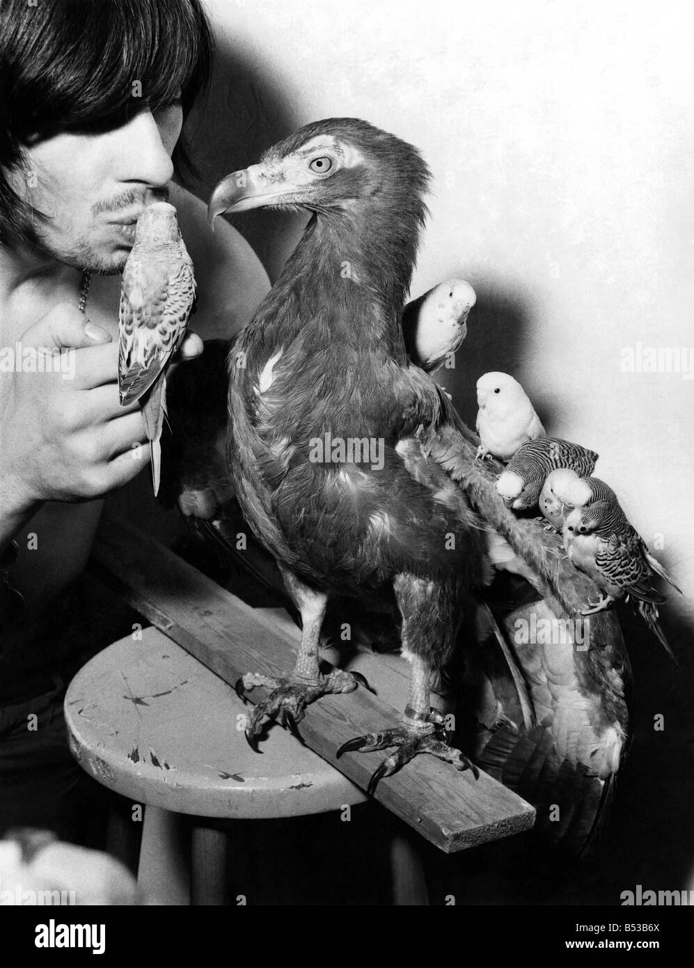 Musicien ambulant n'obtient l'oiseau dans une grande manière. Musicien ambulant avec Couronne Don vautour eagle-Hawk-eye et les perruches. Novembre 1970 P018603 Banque D'Images