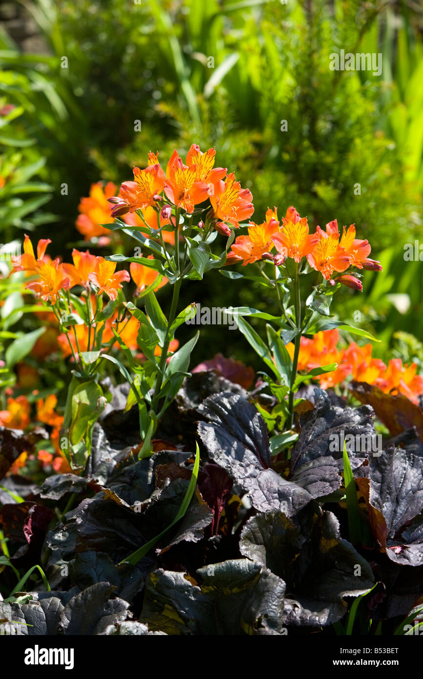 Heuchère hémérocalle orange et feuillage Banque D'Images