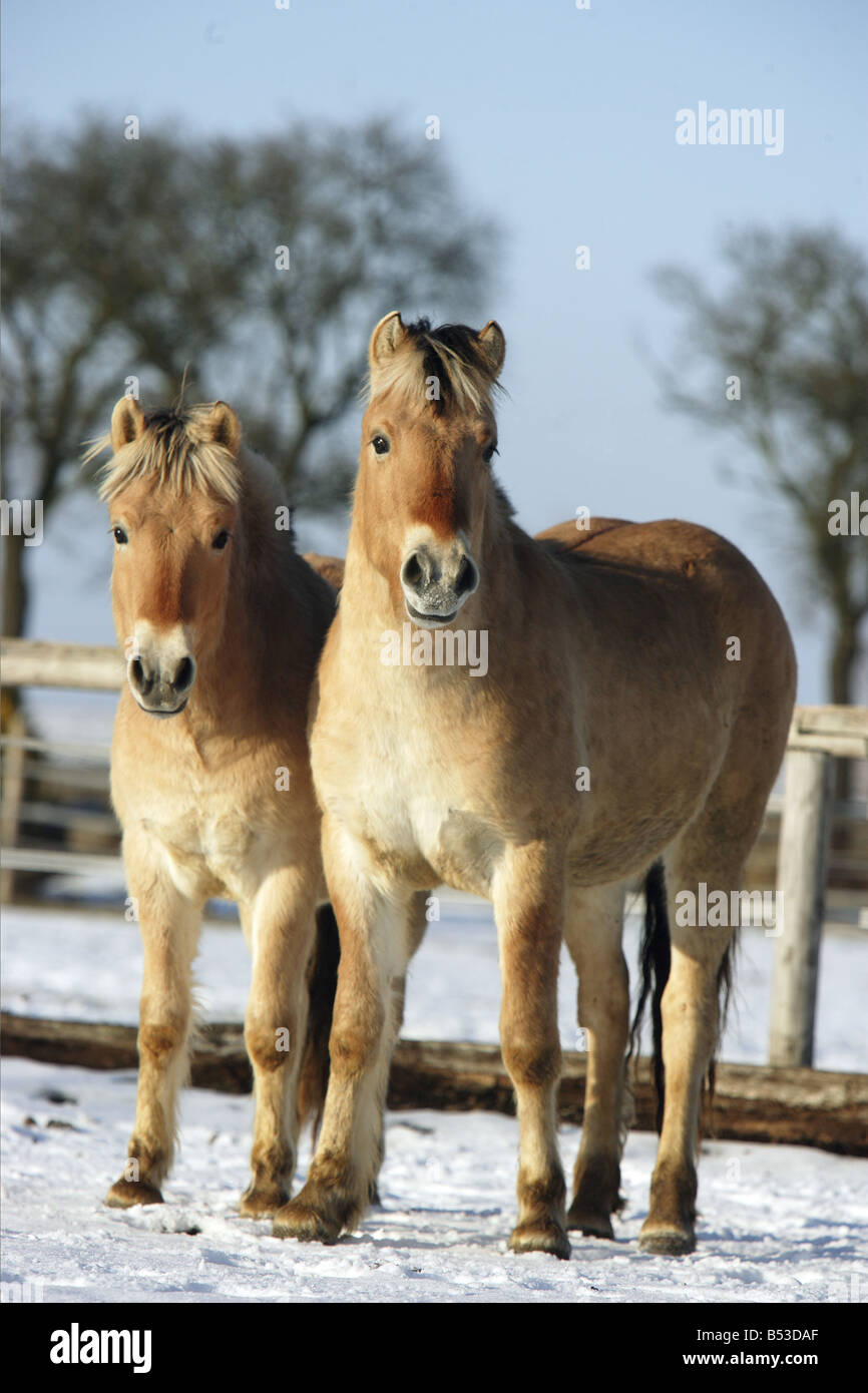 Deux chevaux norvégien - debout dans la neige Banque D'Images