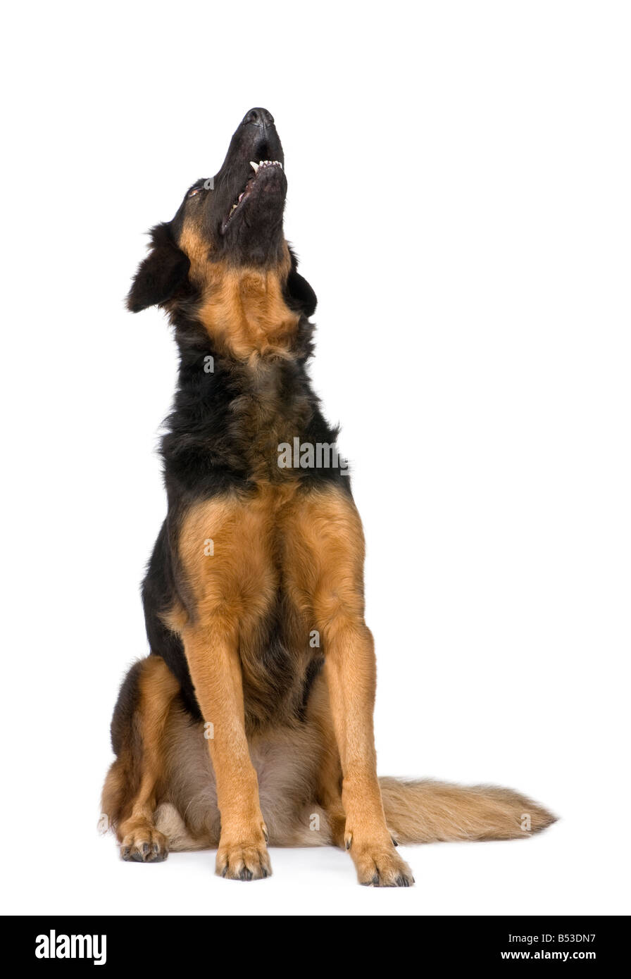 Chien Hovawart 6 ans devant un fond blanc Banque D'Images