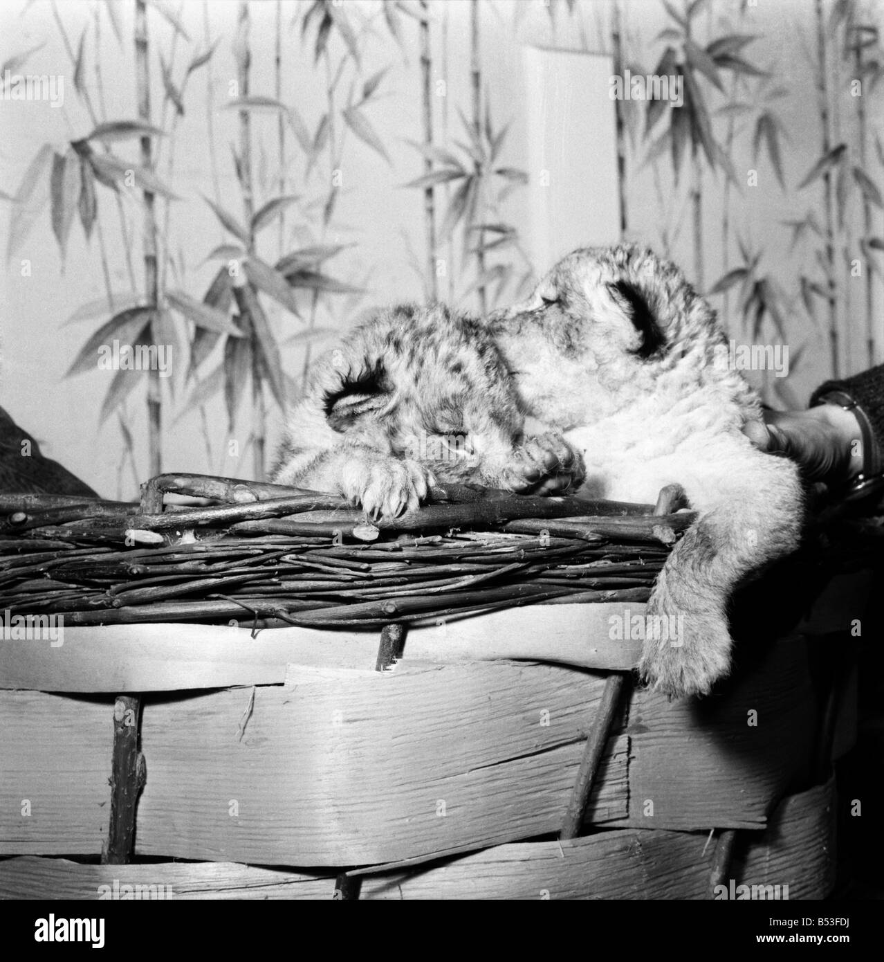 Animaux : Lions Nouveaux arrivants au Welsh Mountain Zoo. Des lionceaux au Togo et au Tchad, d'une semaine, sera sur la bouteille à Noël, - une bouteille d'eau chaude. Ils sont représentés la lutte pour la part du lion dans le salon de zoo keeper Tony Jackson, où ils seront gardés jusqu'à ce qu'elles sont assez fortes pour être vu par le public un certain temps à propos de Pâques. Décembre 1969 Z11779 Banque D'Images