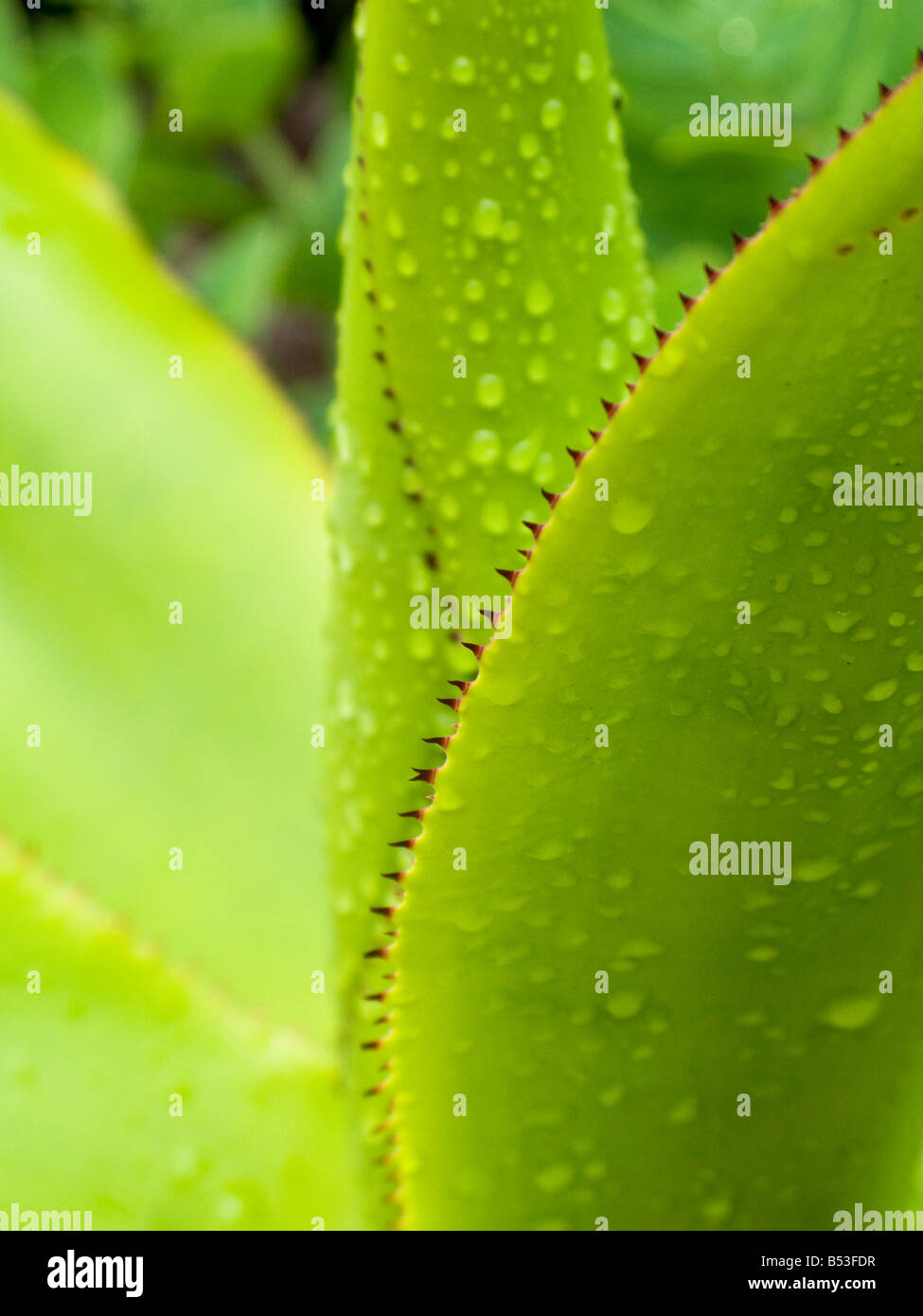 Les feuilles dentelées d'un agave Banque D'Images