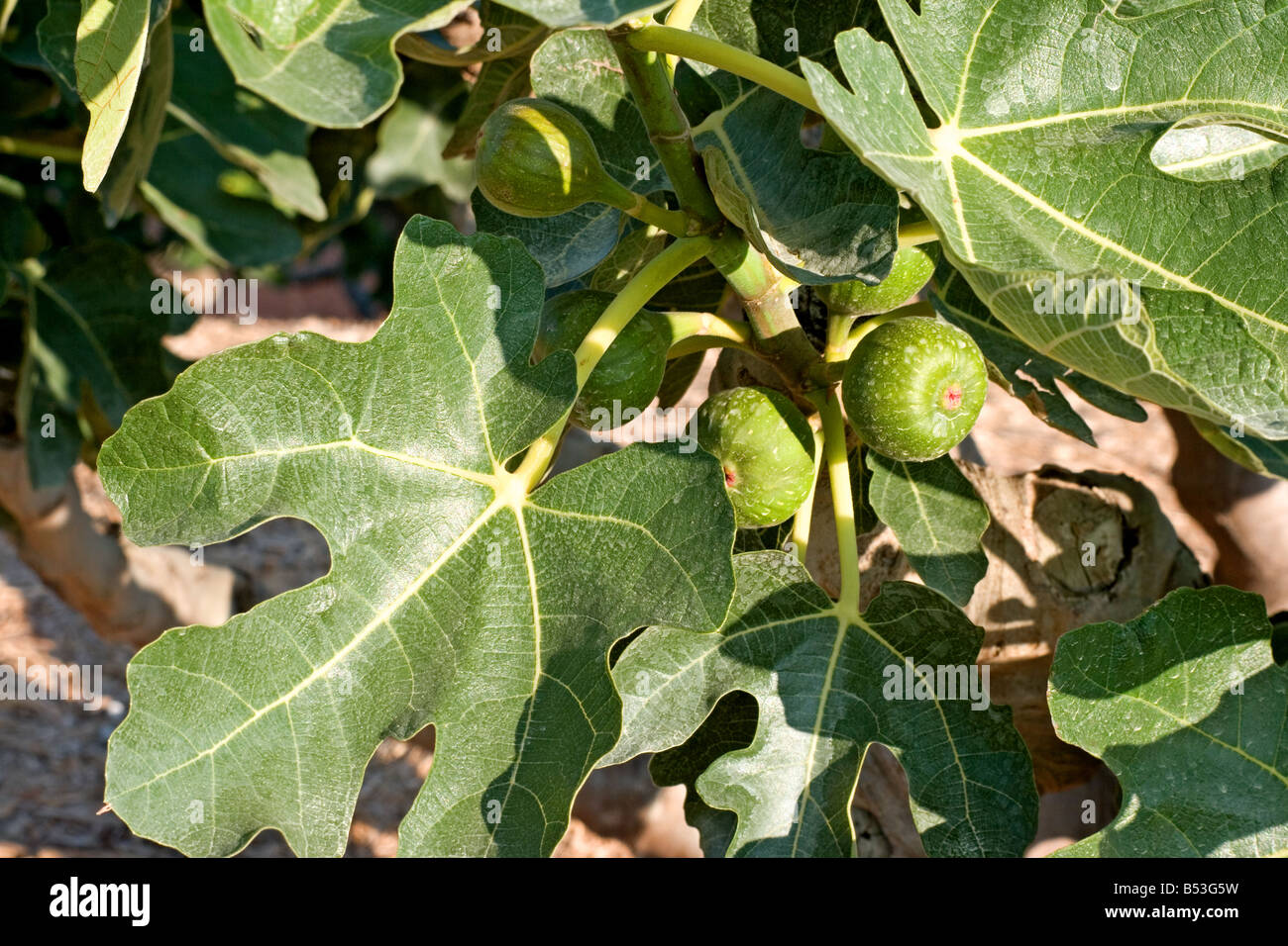 Fig Tree close-up Banque D'Images