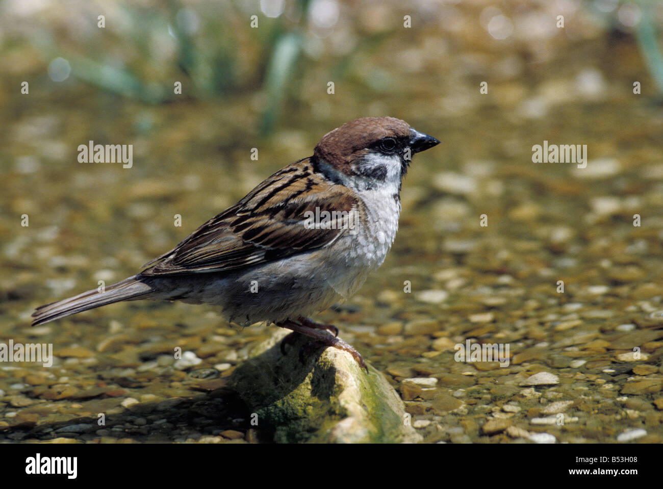 Moineau commun Haussperling House Sparrow Passer domesticus oiseaux mâles perché sur un roc Afrika Afrique animaux Asie Asien Austral Banque D'Images