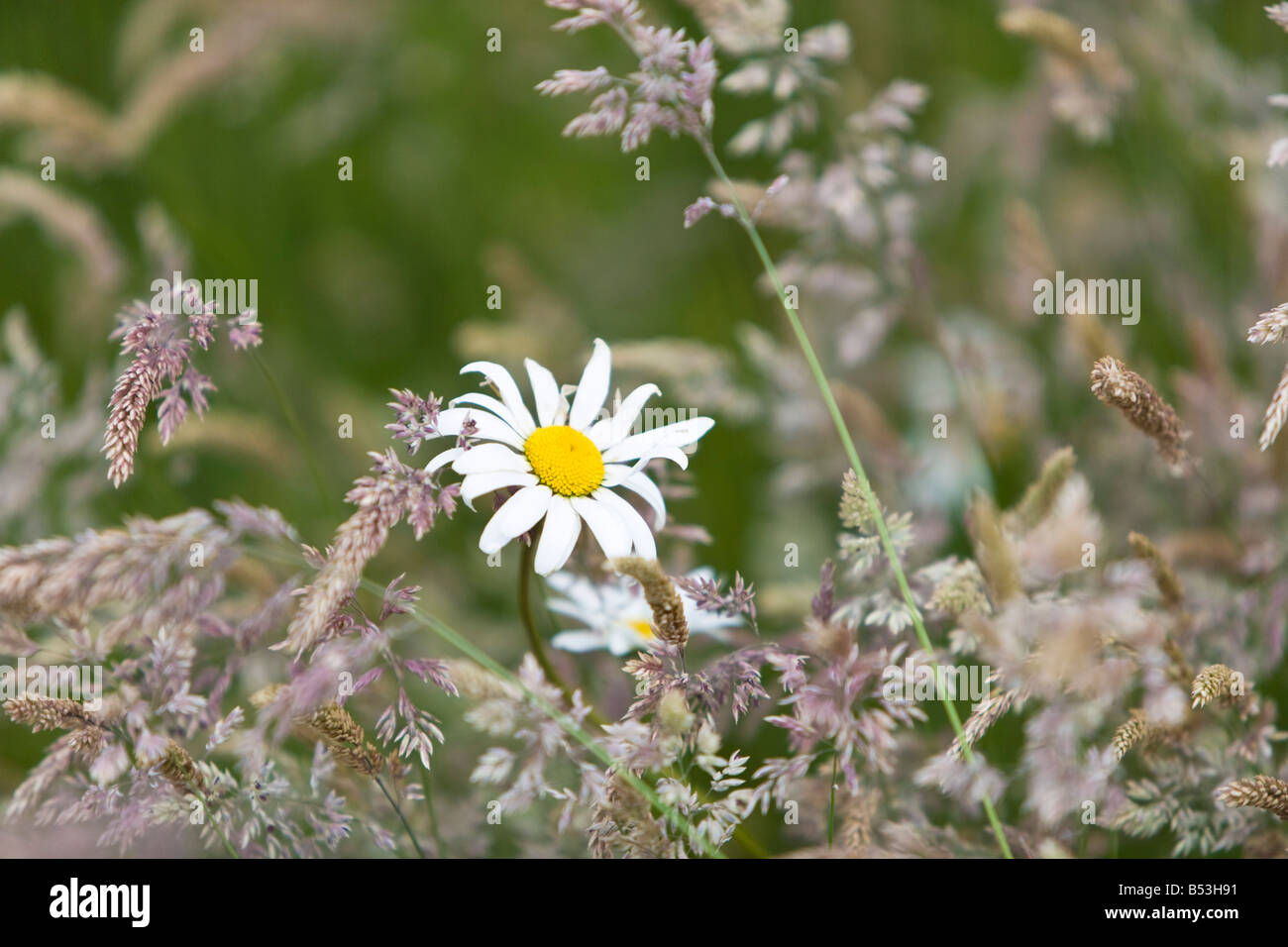 Pelouse sauvage avec l'herbe haute et de chien daisy Banque D'Images