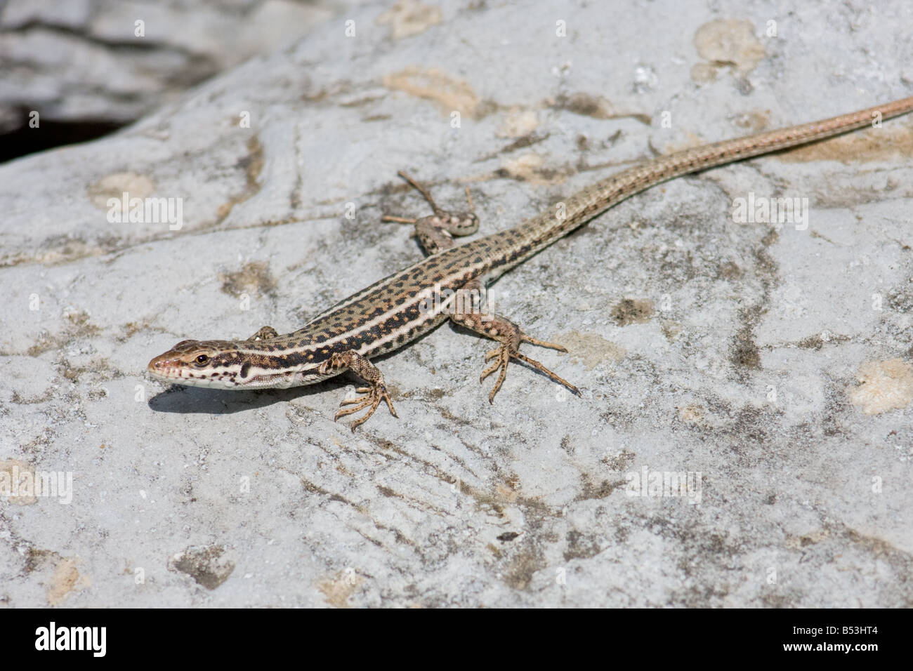 Erhard's femelle lézard des murailles, Podarcis erhardii Banque D'Images