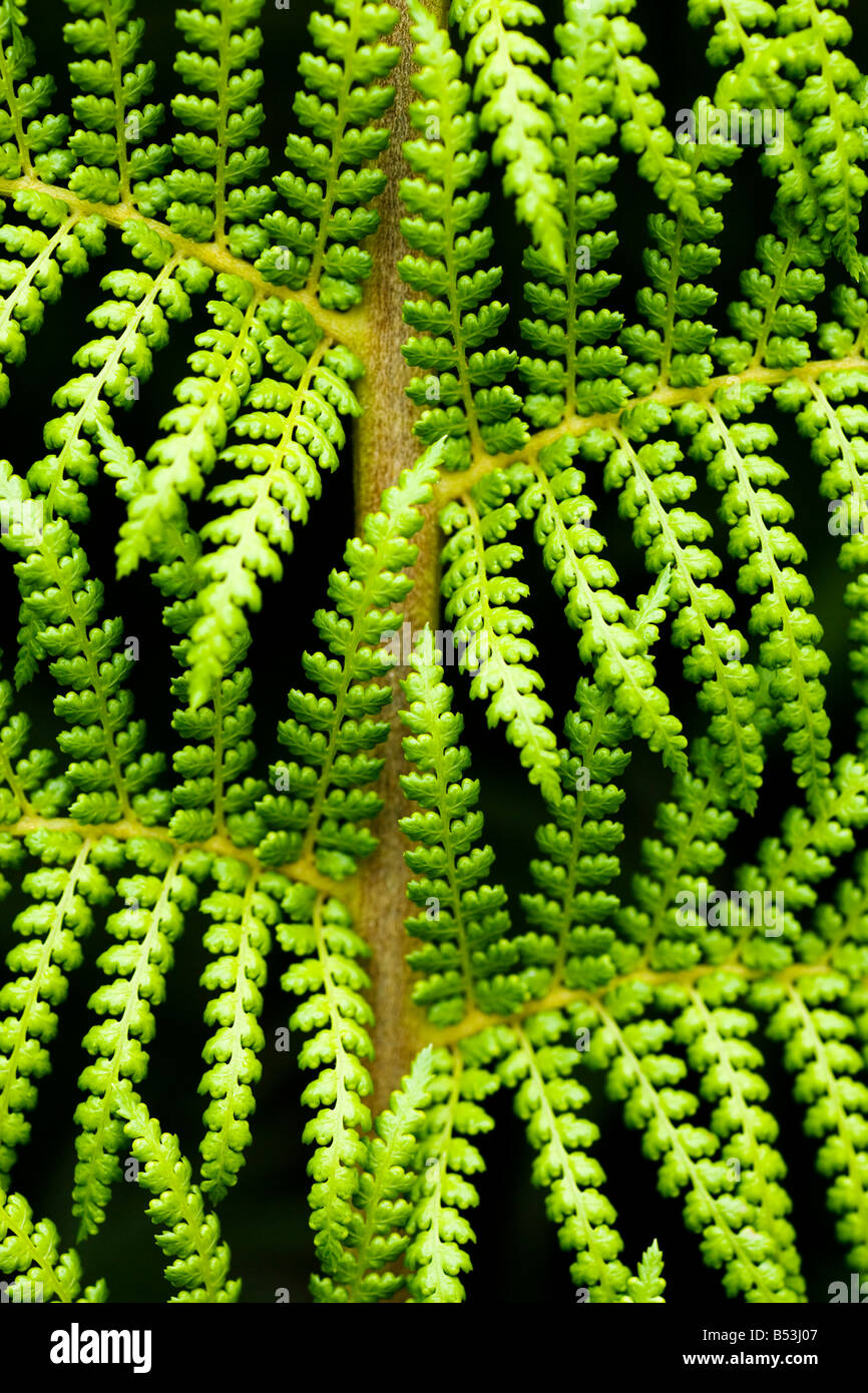 Fougère arborescente, Dicksonia Antartica Banque D'Images