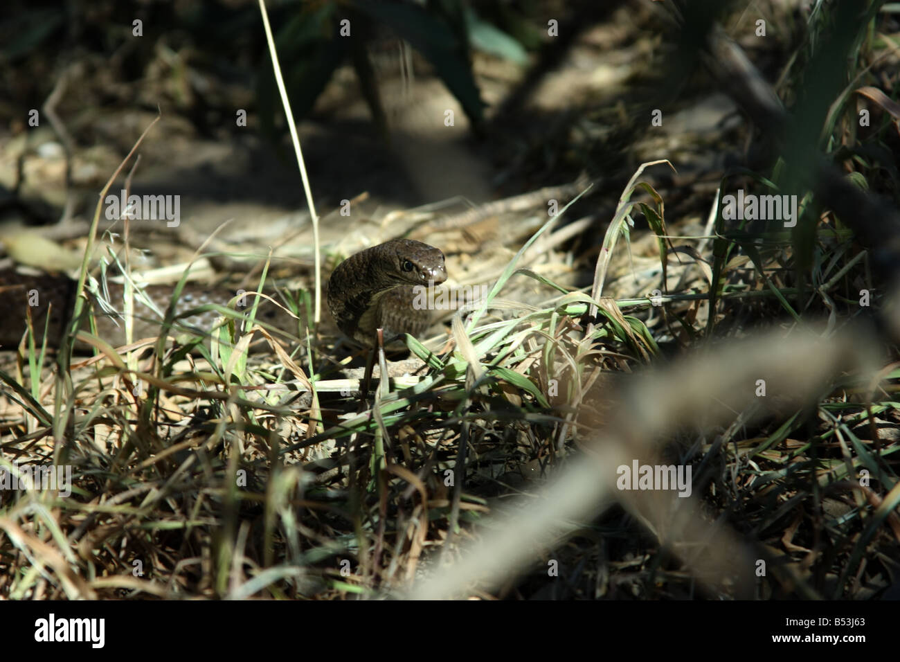 Un roi serpent brun sur la péninsule d'Eyre avec photographie haute résolution Banque D'Images
