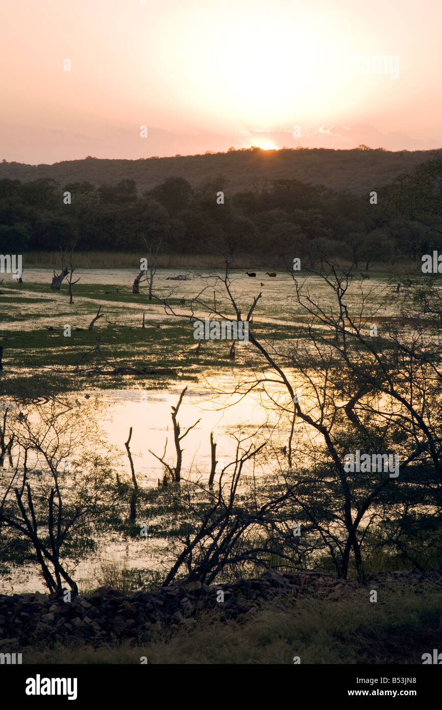 Cerfs Sambar traverser le lac au loin au coucher du soleil, le parc national de Ranthambore, Rajasthan, Inde Banque D'Images