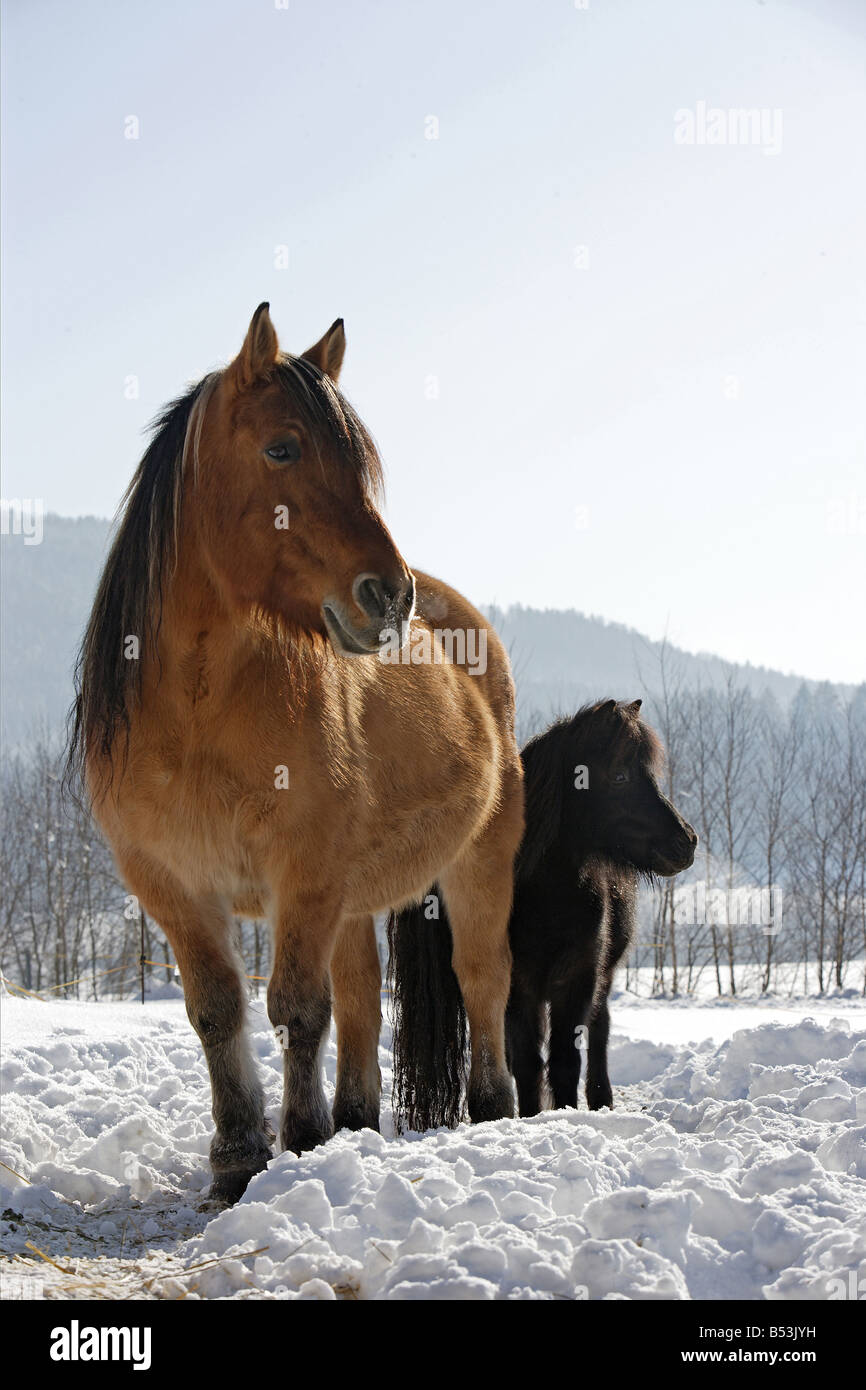 Sang-froid cheval et poney Shetland dans la neige Banque D'Images