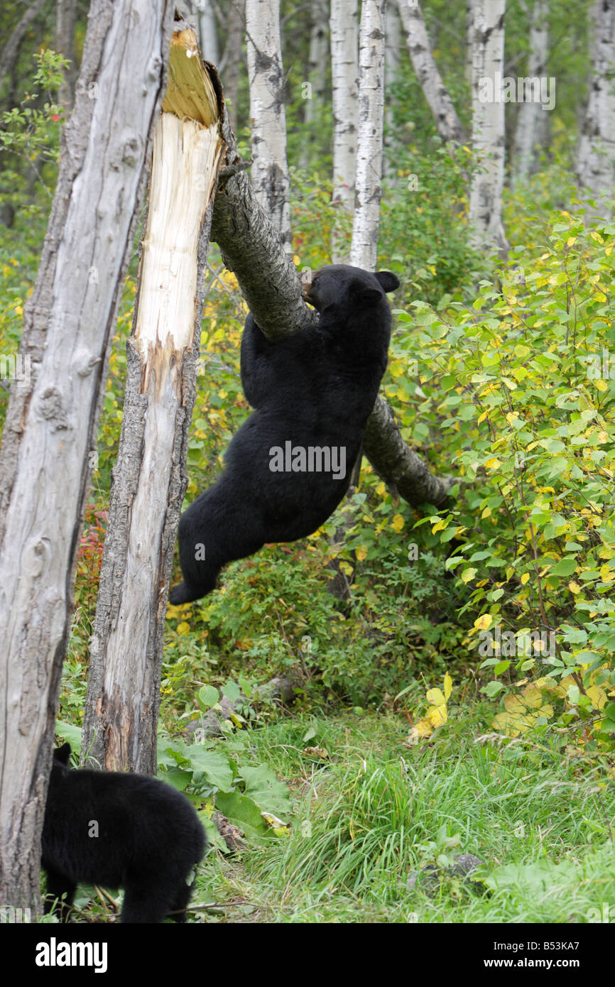 Ours noir Ursus americanus femelle mère de grimper sur un arbre tombé avec les deux pieds du sol Banque D'Images