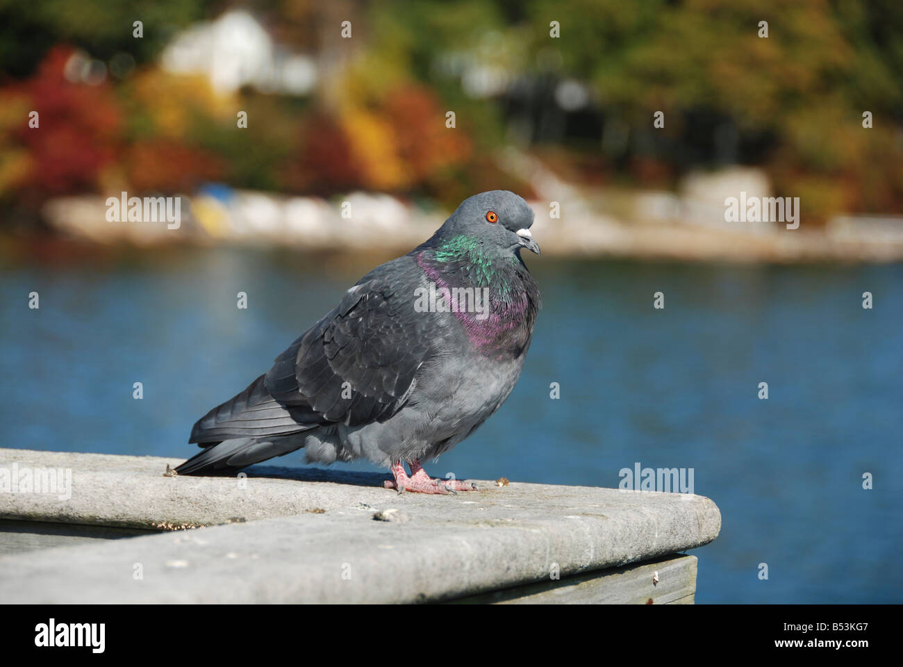 Pigeon Banque D'Images