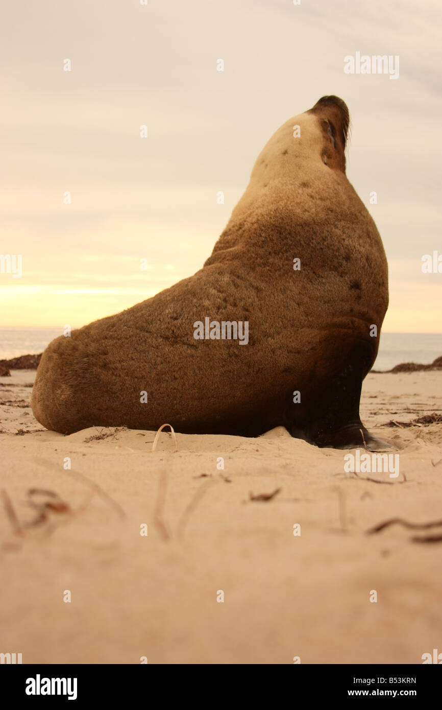 Un grand joint sur la plage au petit matin sur la péninsule d'Eyre avec photographie haute résolution Banque D'Images