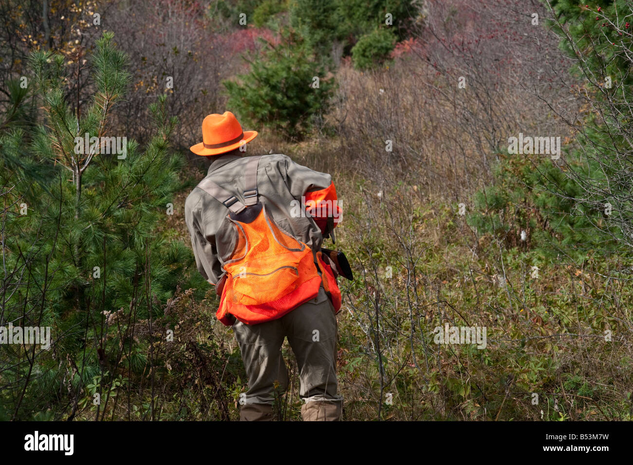 La chasse aux bécasses et huppée ou perdrix dans automne couvrir au Nouveau-Brunswick Canada Banque D'Images