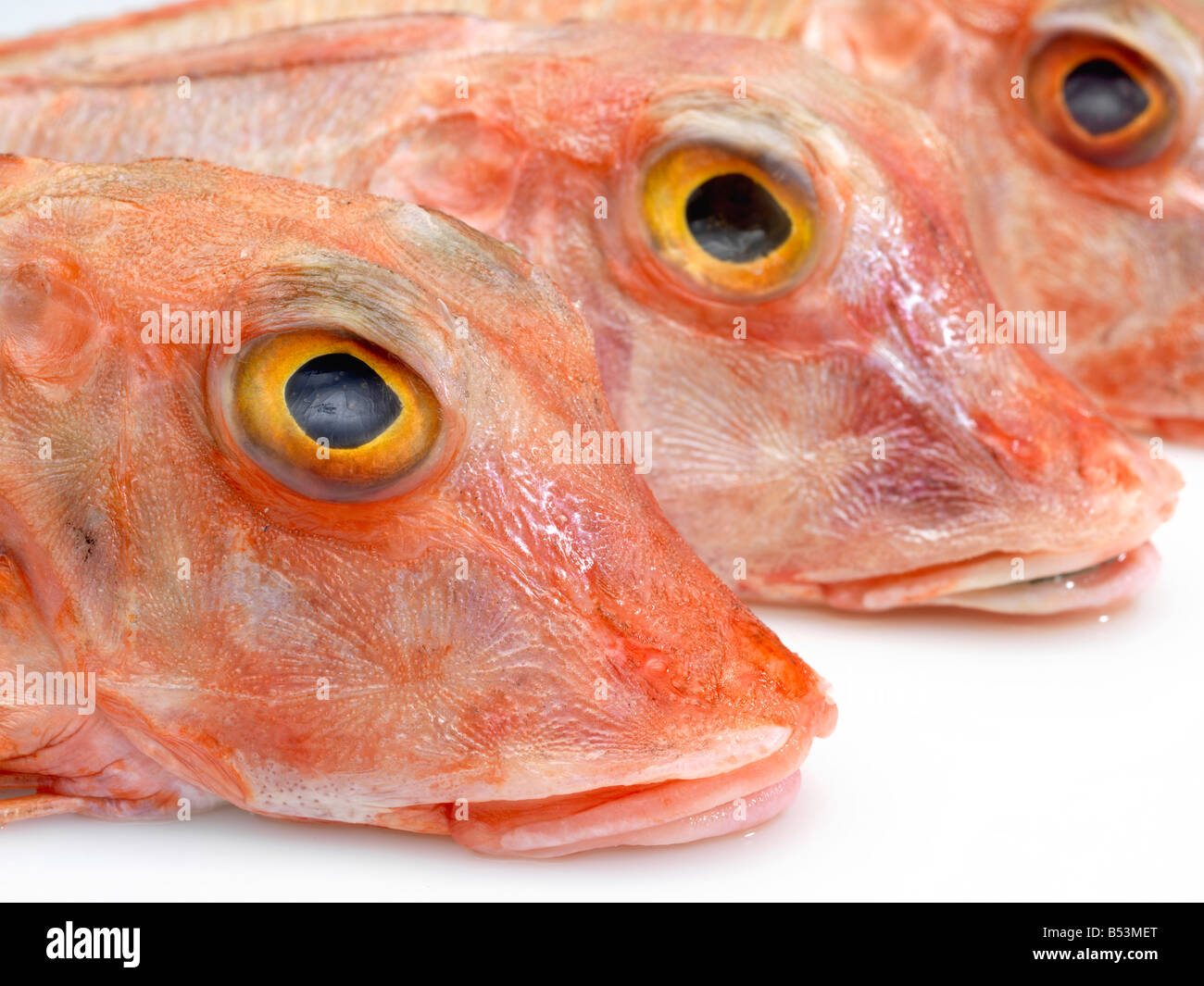 Le grondin 3 têtes de poissons, avec le point de focus sur le 1er poisson. Banque D'Images